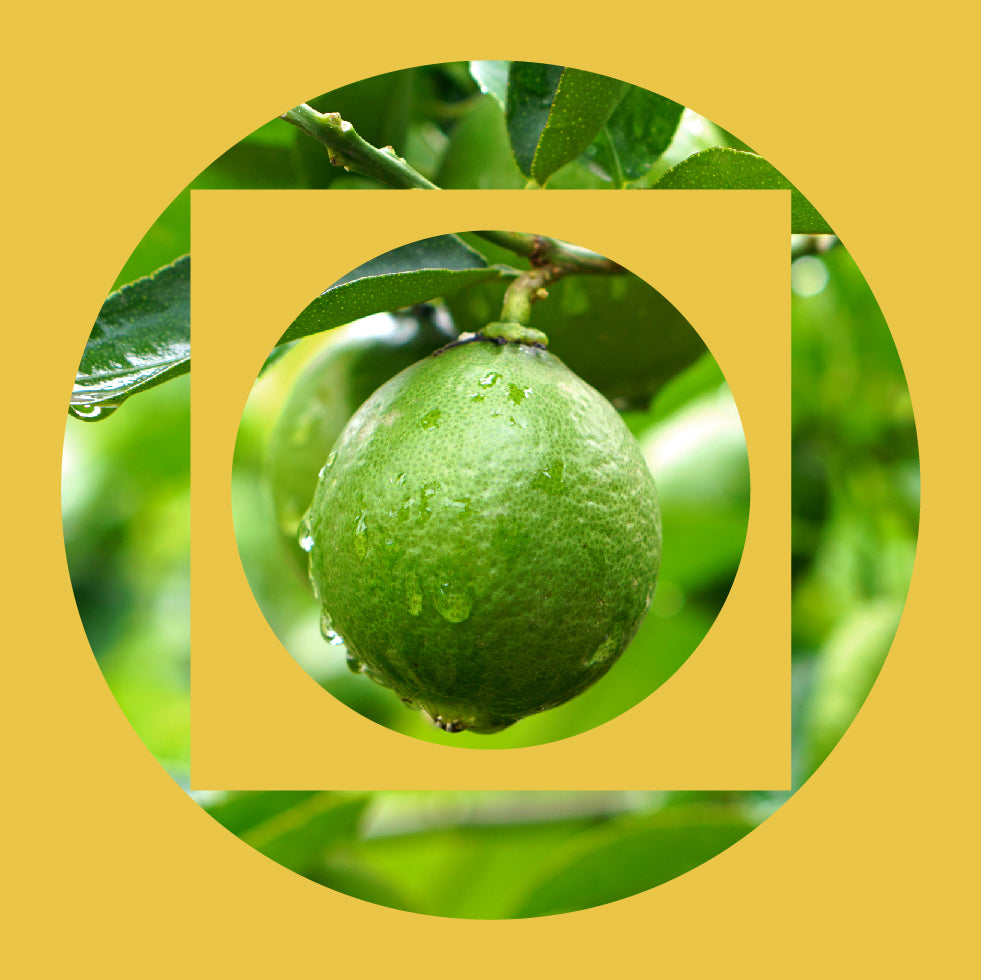 A close-up of a green lime on a tree, with water droplets on its surface. The photo is overlaid with geometric yellow shapes, including a circle and square, on a yellow background.