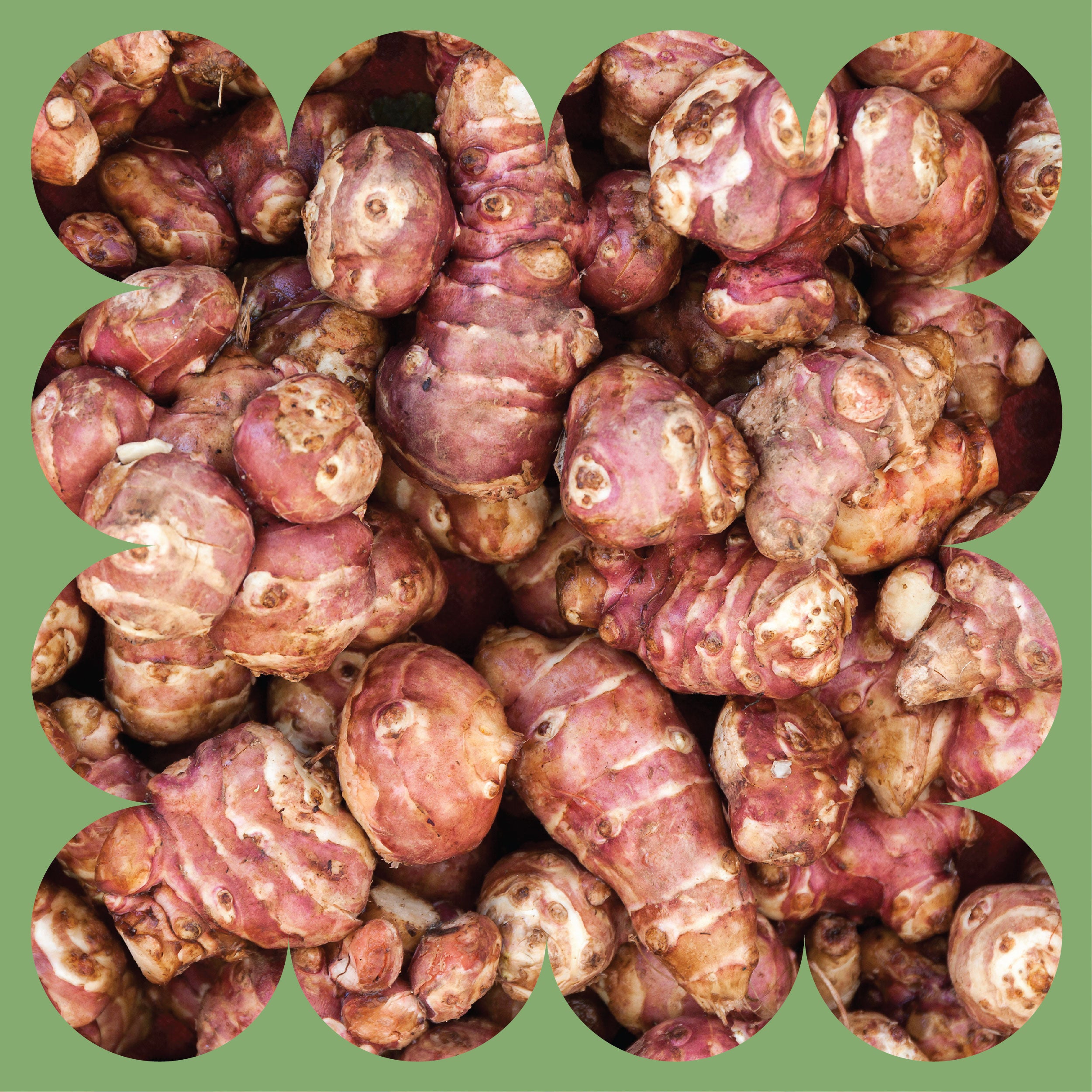 A close-up view of several Jerusalem artichokes (sunchokes) with rough, knobby, reddish-brown skin, arranged closely together with a scalloped green border around the image.