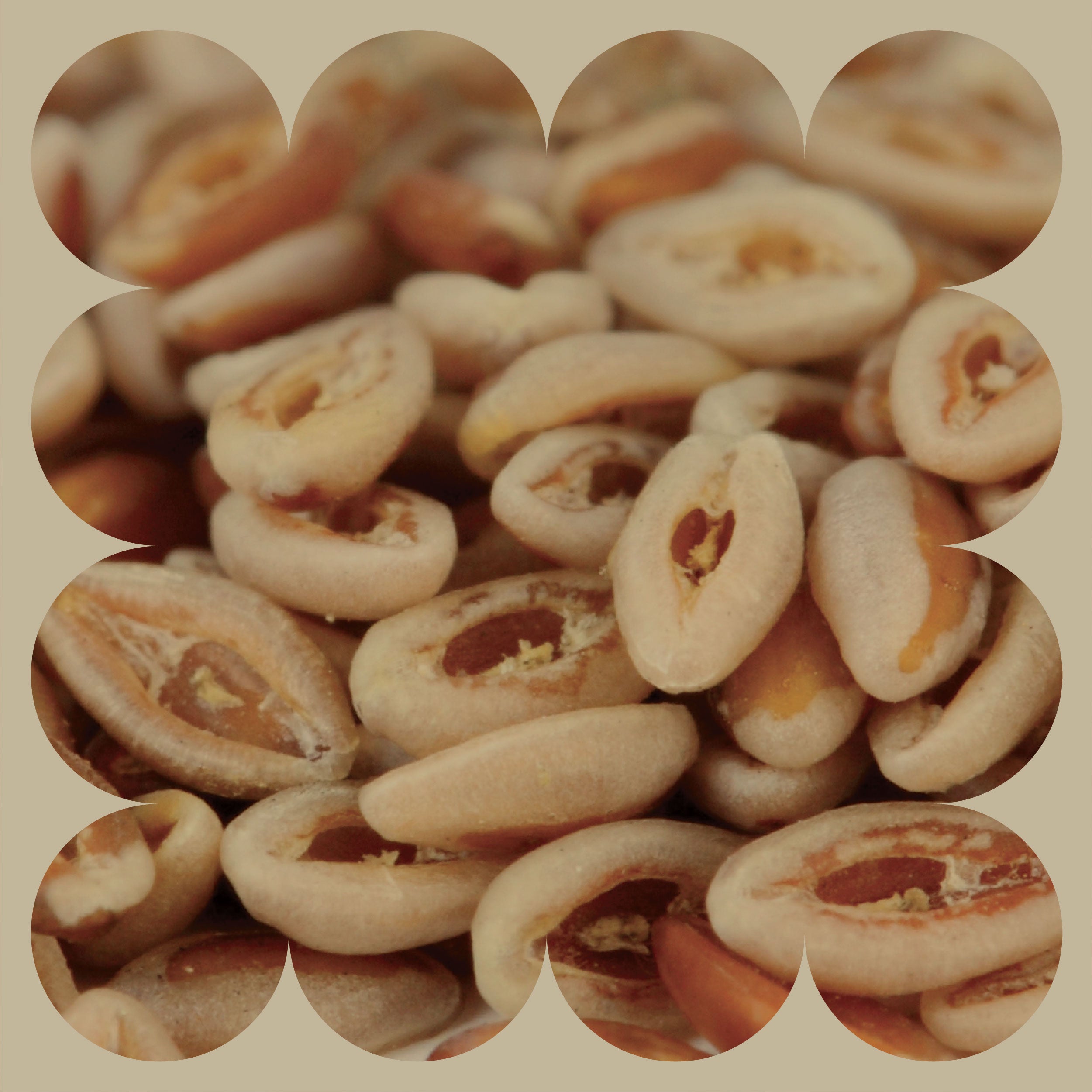 Close-up of several pieces of dried, oval-shaped food with an opening in the middle, revealing a brown-orange interior. The image has scalloped edges and a beige background.