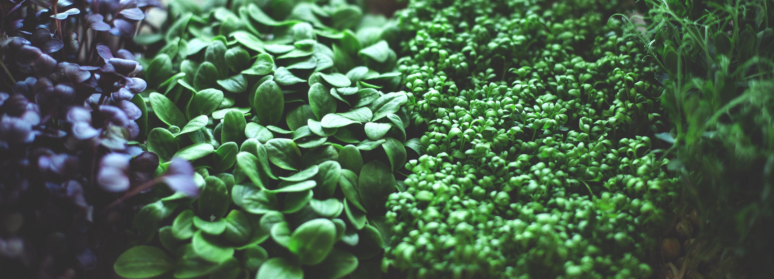 Unleash Your Energy: The Power of Good Greens