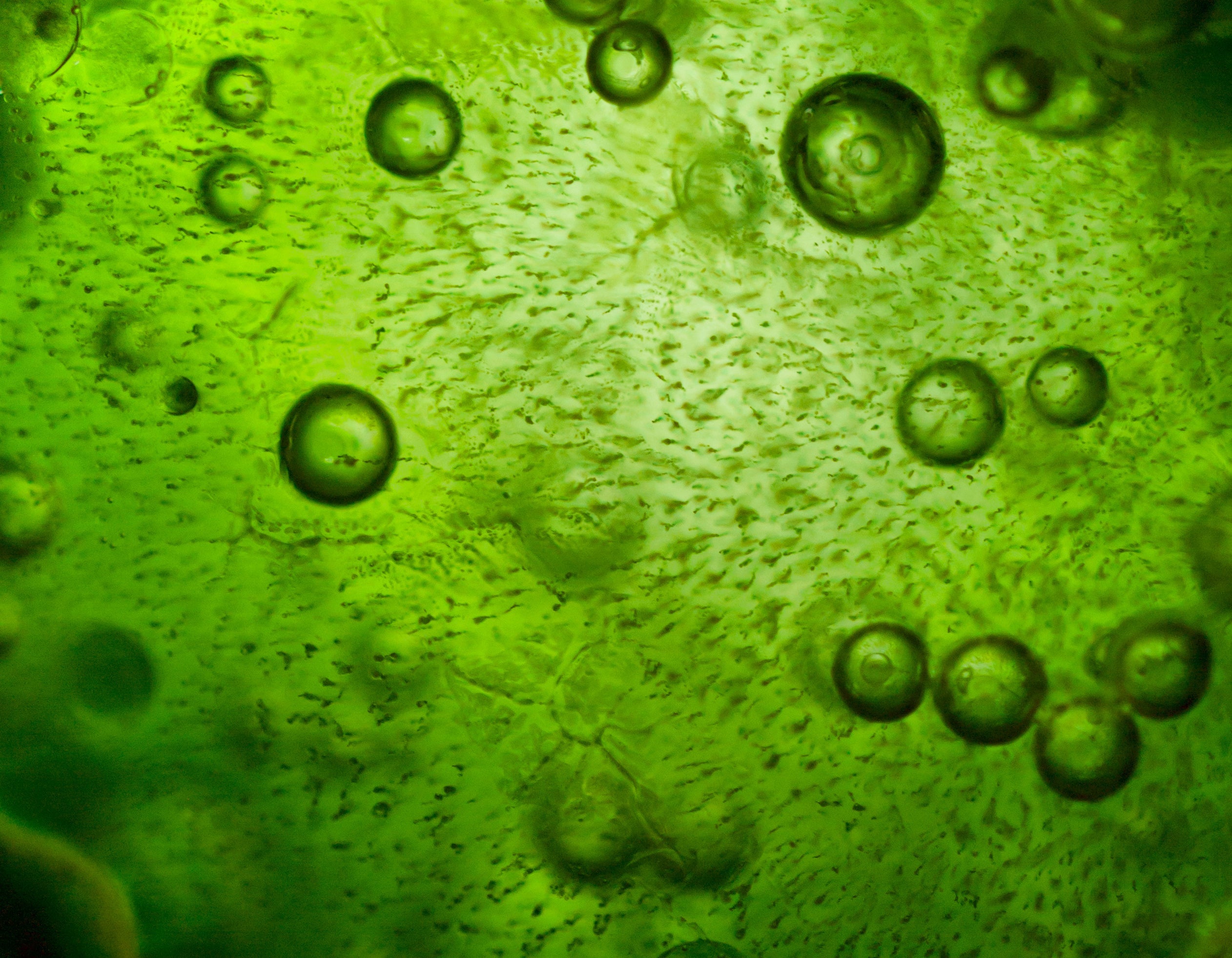 Diving Deep into the Algaes