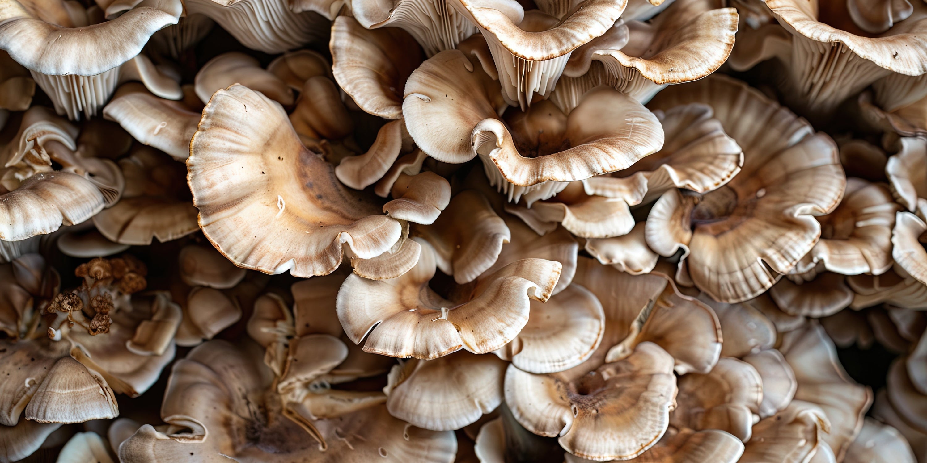 Nutritional Benefits of Maitake Mushrooms