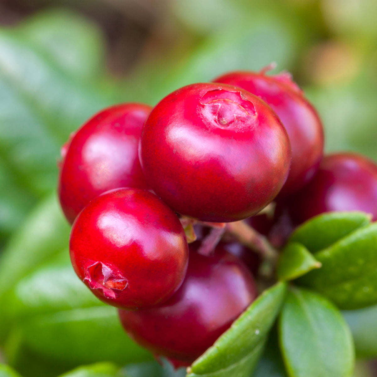 Preventing UTIs: Tips and Tricks for a Healthy Urinary Tract