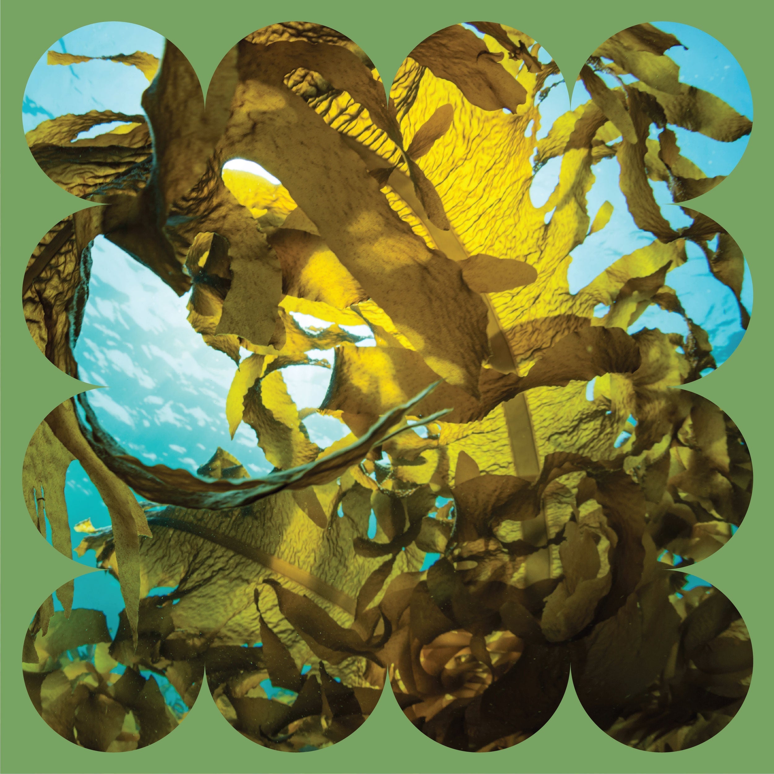 Diving Deep into the Algaes