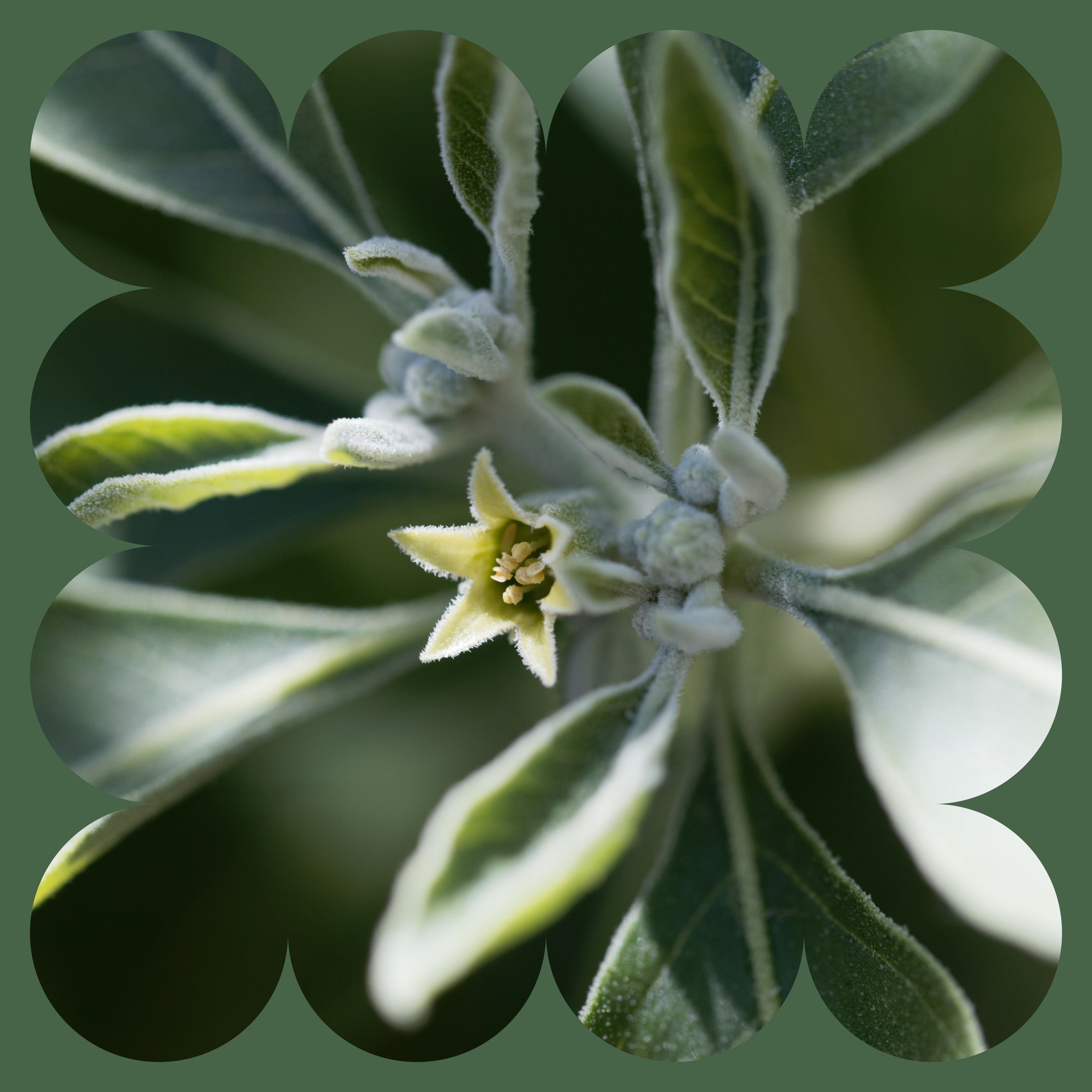 Ashwagandha: Understanding the Rationale for Supplementation