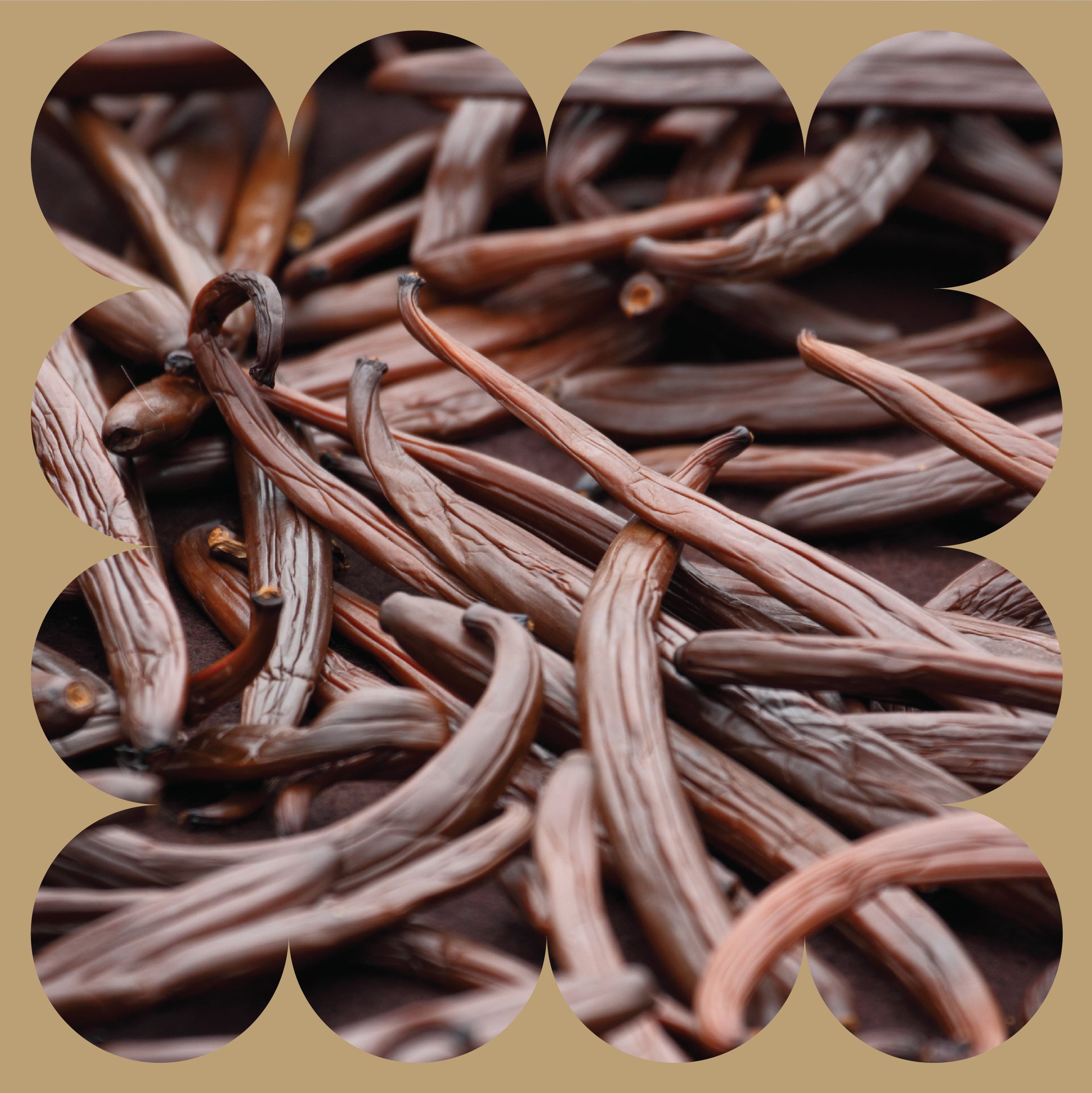 A close-up of several dried vanilla beans arranged in a pile, with a scalloped beige border framing the image.