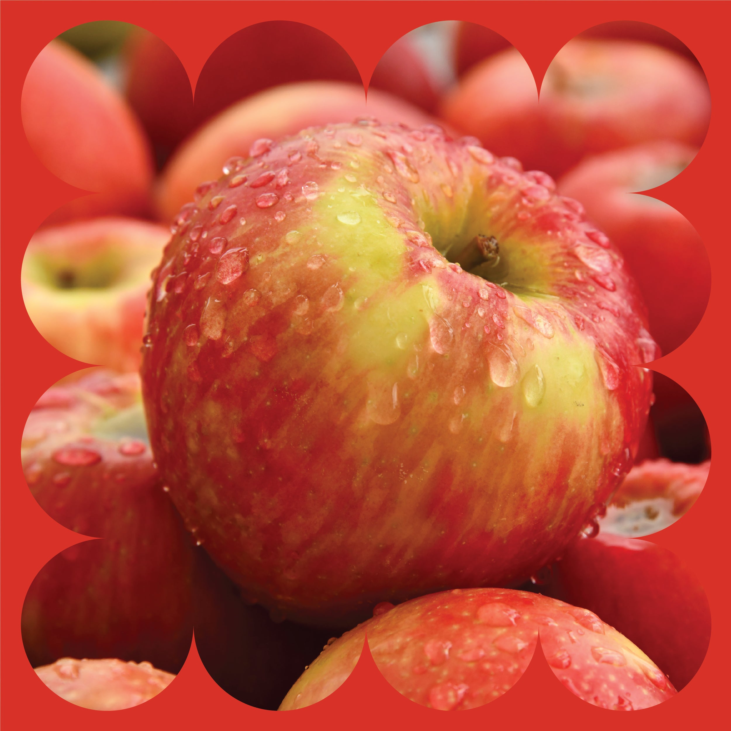 Close-up of a fresh red and yellow apple covered in water droplets, surrounded by other apples. The image has a decorative red scalloped border.