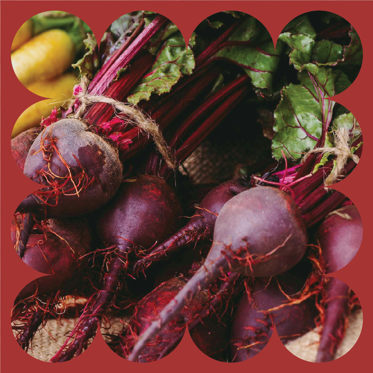 Several fresh beets with leafy green tops and long red roots, bundled together with twine, displayed against a rustic background. The image is framed with a scalloped red border.