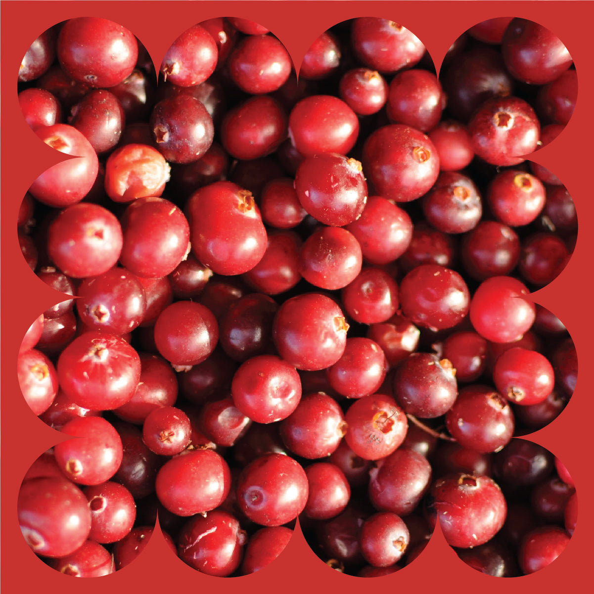 A close-up of many fresh, shiny cranberries with a vibrant red color. The image has a decorative border of rounded shapes, and the background is filled with the cranberries.