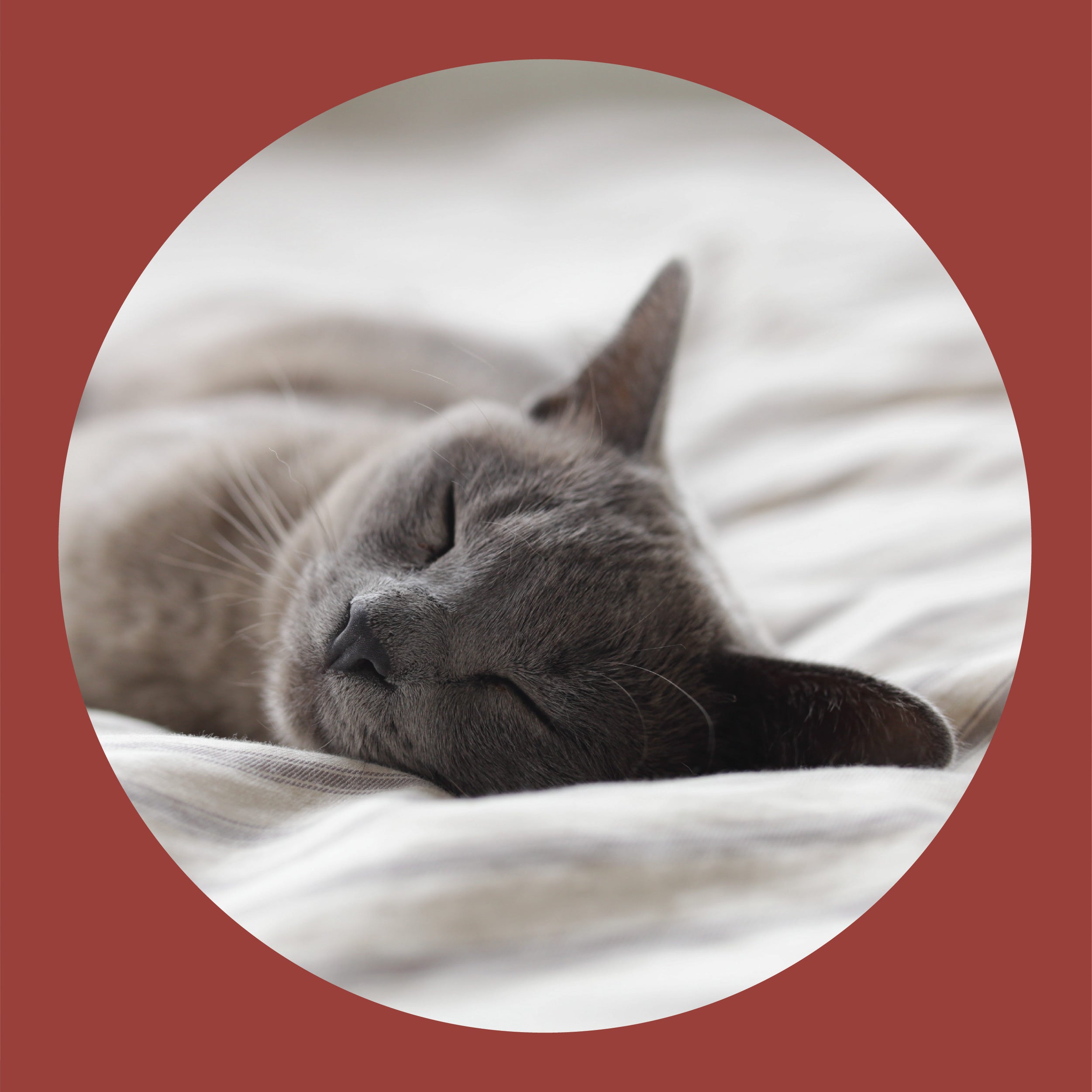 A grey cat is peacefully sleeping on a soft, light-colored surface, framed by a circular border with a reddish-brown background.