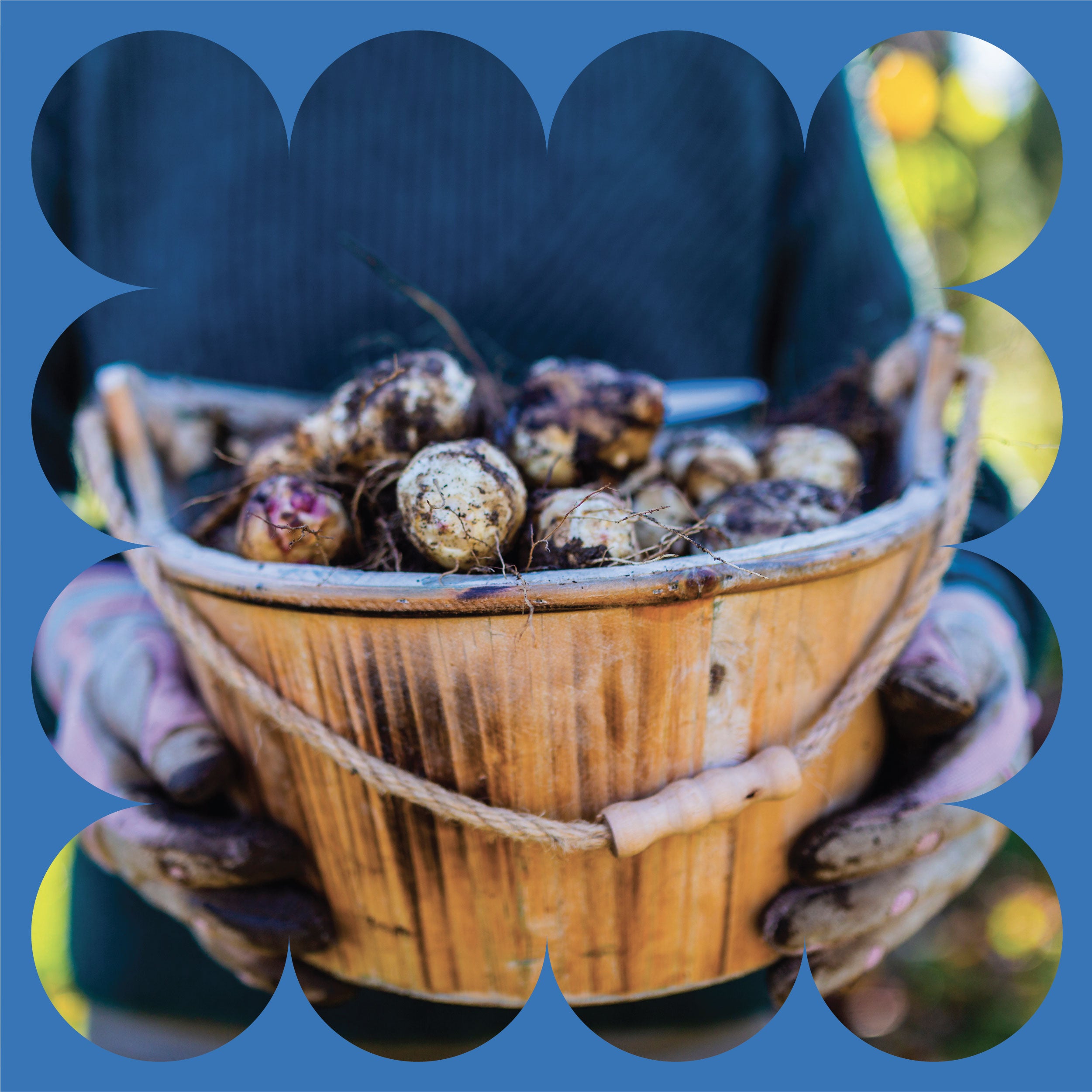 A person wearing gardening gloves holds a wooden basket filled with freshly dug, dirt-covered bulbs. The scene is framed by a blue decorative scalloped border.