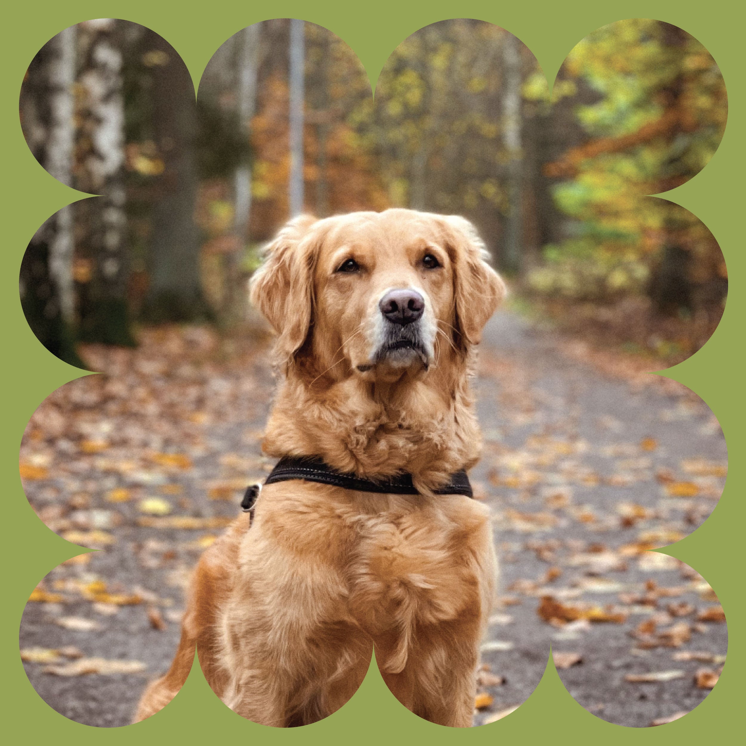 A golden retriever wearing a harness sits on a leaf-covered forest path in autumn. The photo has a green scalloped border and blurred trees in the background.