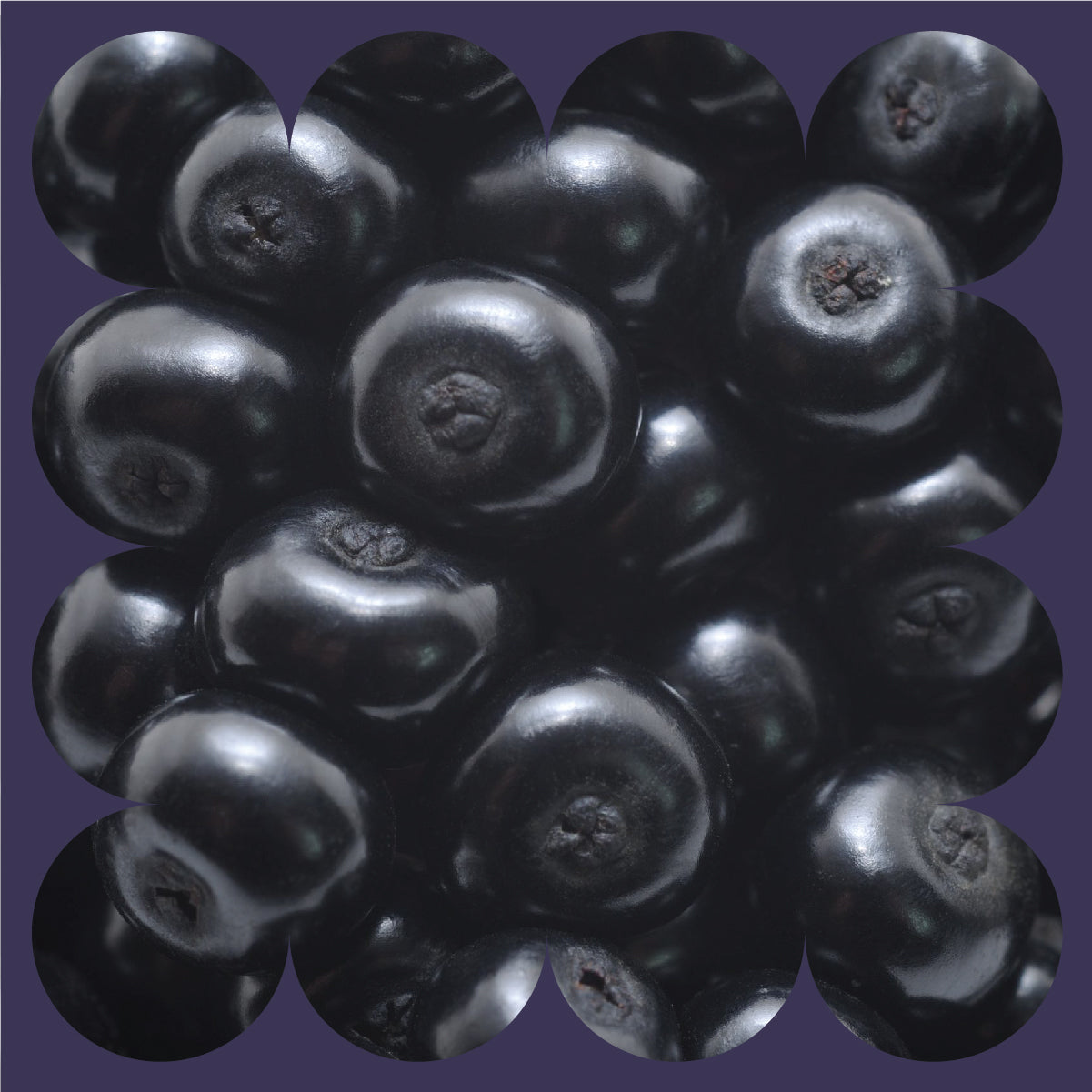 Close-up of a cluster of glossy black berries against a dark purple background with rounded cutout edges around the image.