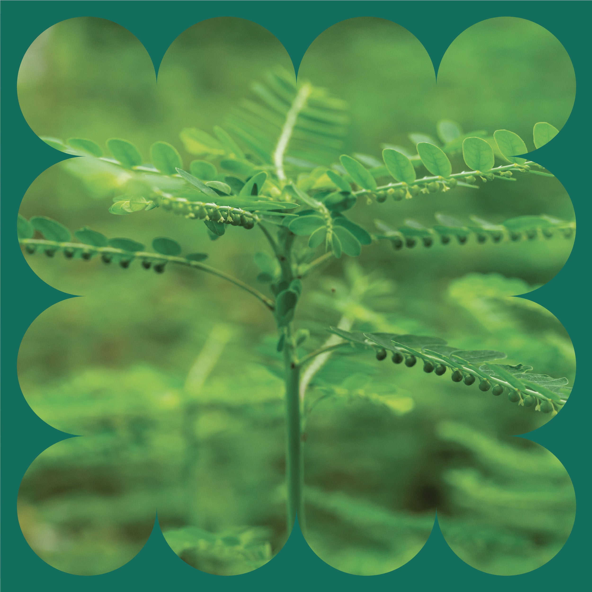 Get quick gallbladder support with Gallbladder Complete bundle formula and cleanse.