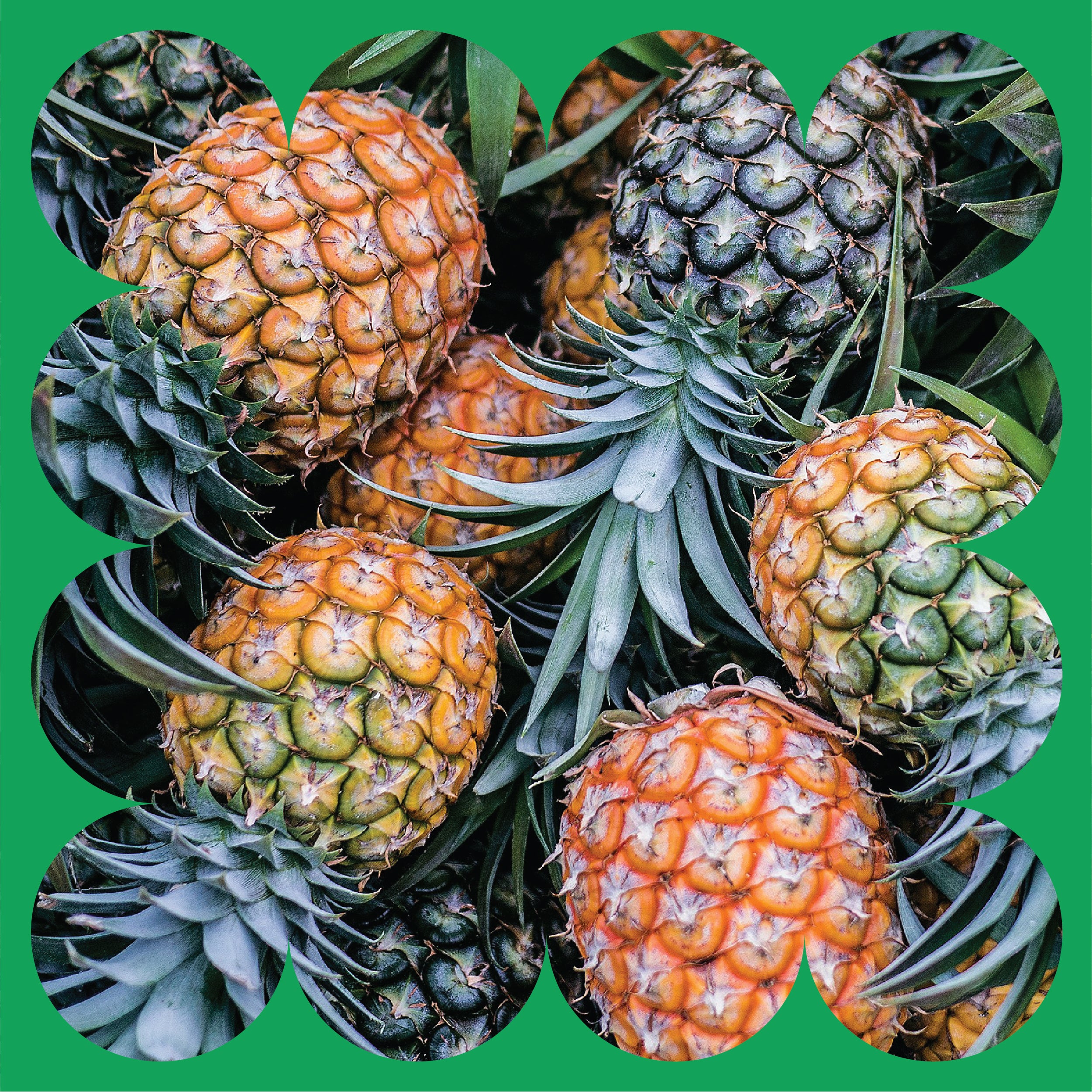A bunch of ripe pineapples with green spiky leaves are stacked together. The image has a decorative green border with scalloped edges.
