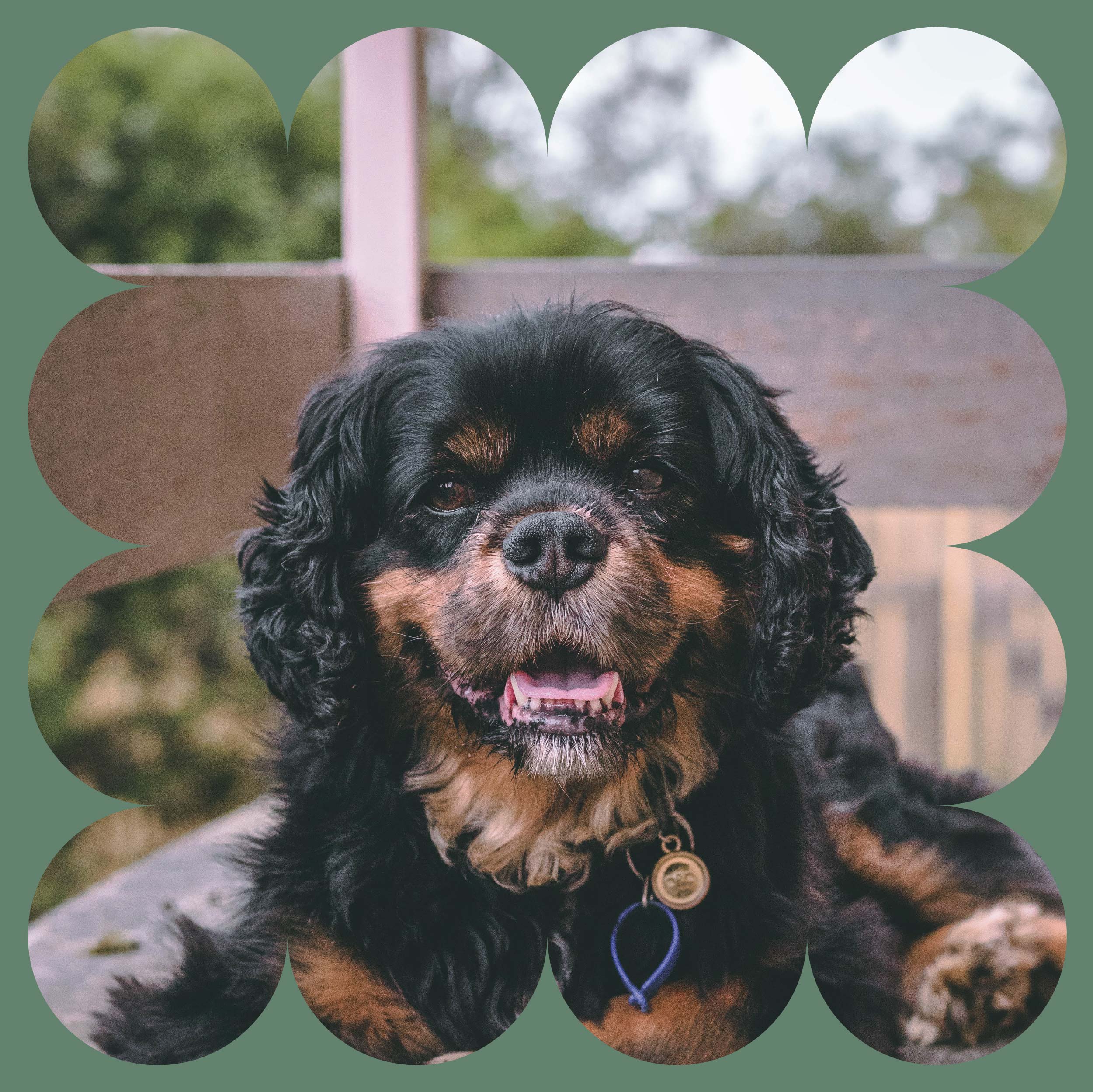 A black and brown dog with curly fur sits outdoors, looking at the camera with its mouth open. The image has a green, scalloped border and a blurred natural background.