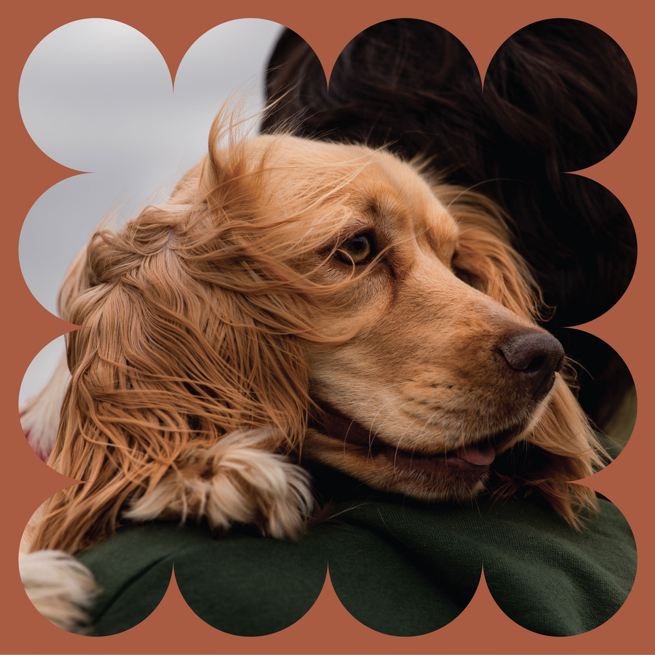 A golden cocker spaniel with wavy fur is being hugged by a person in a dark shirt. The dogs face is calm, and the image has a brown scalloped border.
