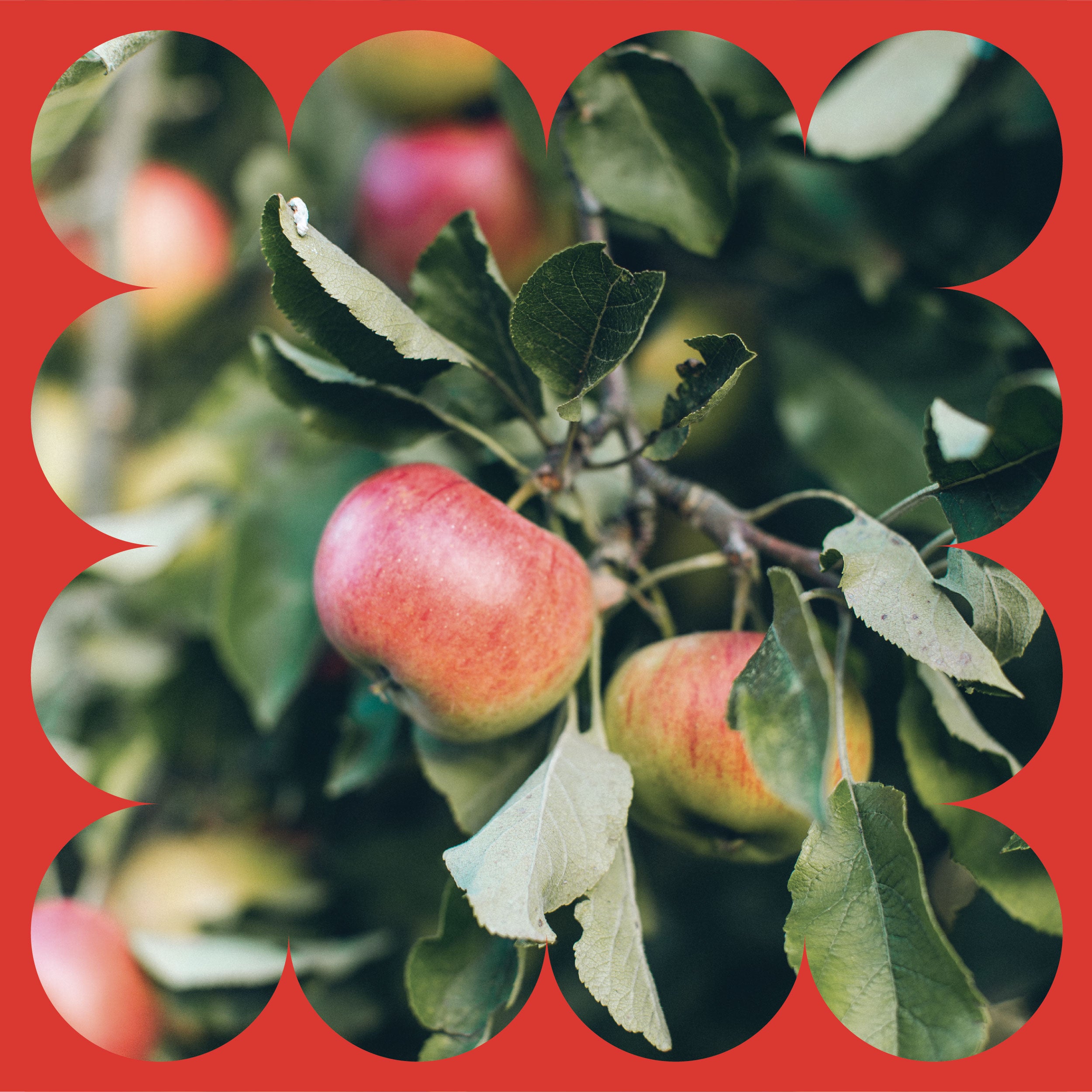 Ripe red apples hanging from a leafy tree branch, surrounded by a decorative red scalloped border.