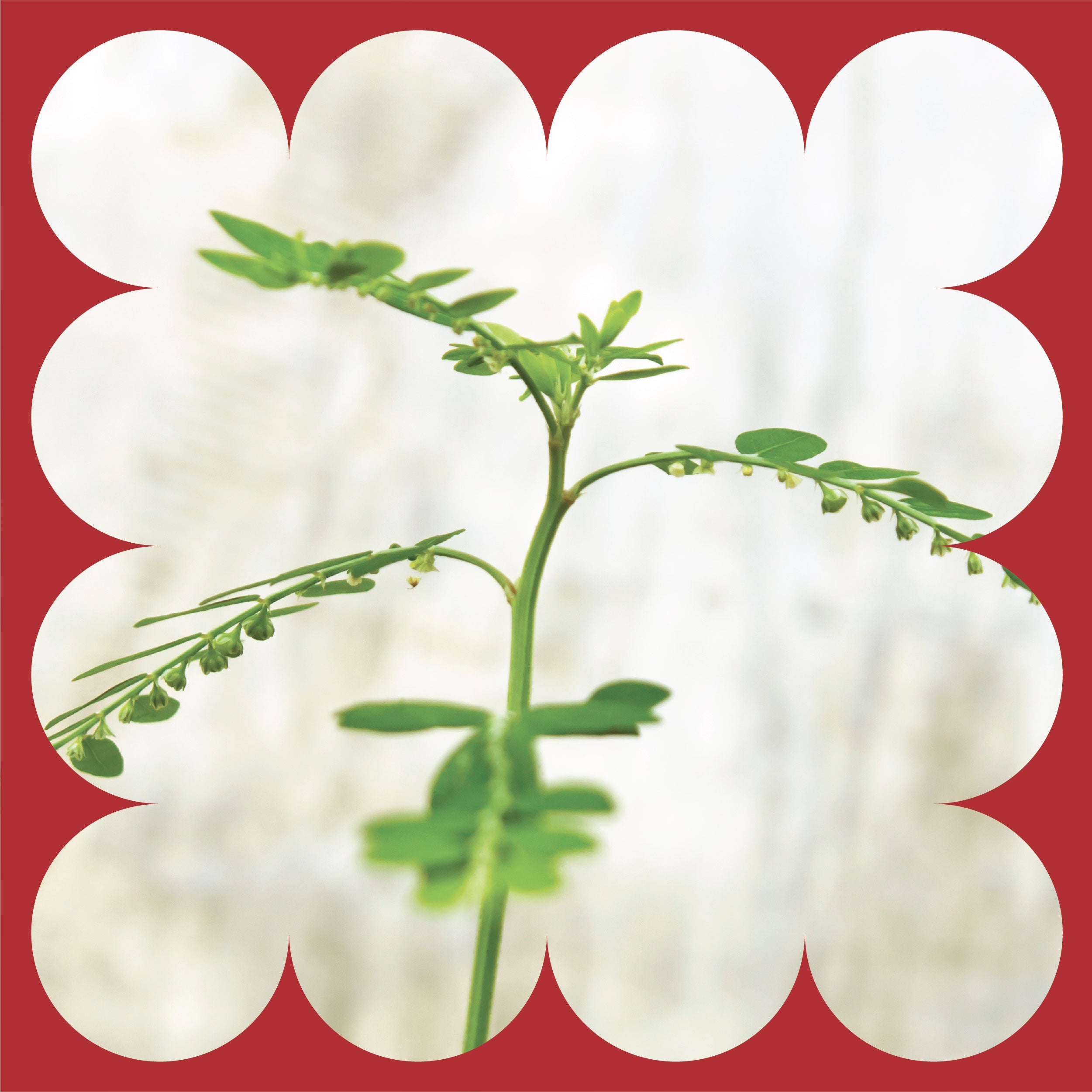 A close-up of a green plant with small leaves and buds, set against a light, blurred background. The image is framed by a red border with a scalloped edge.
