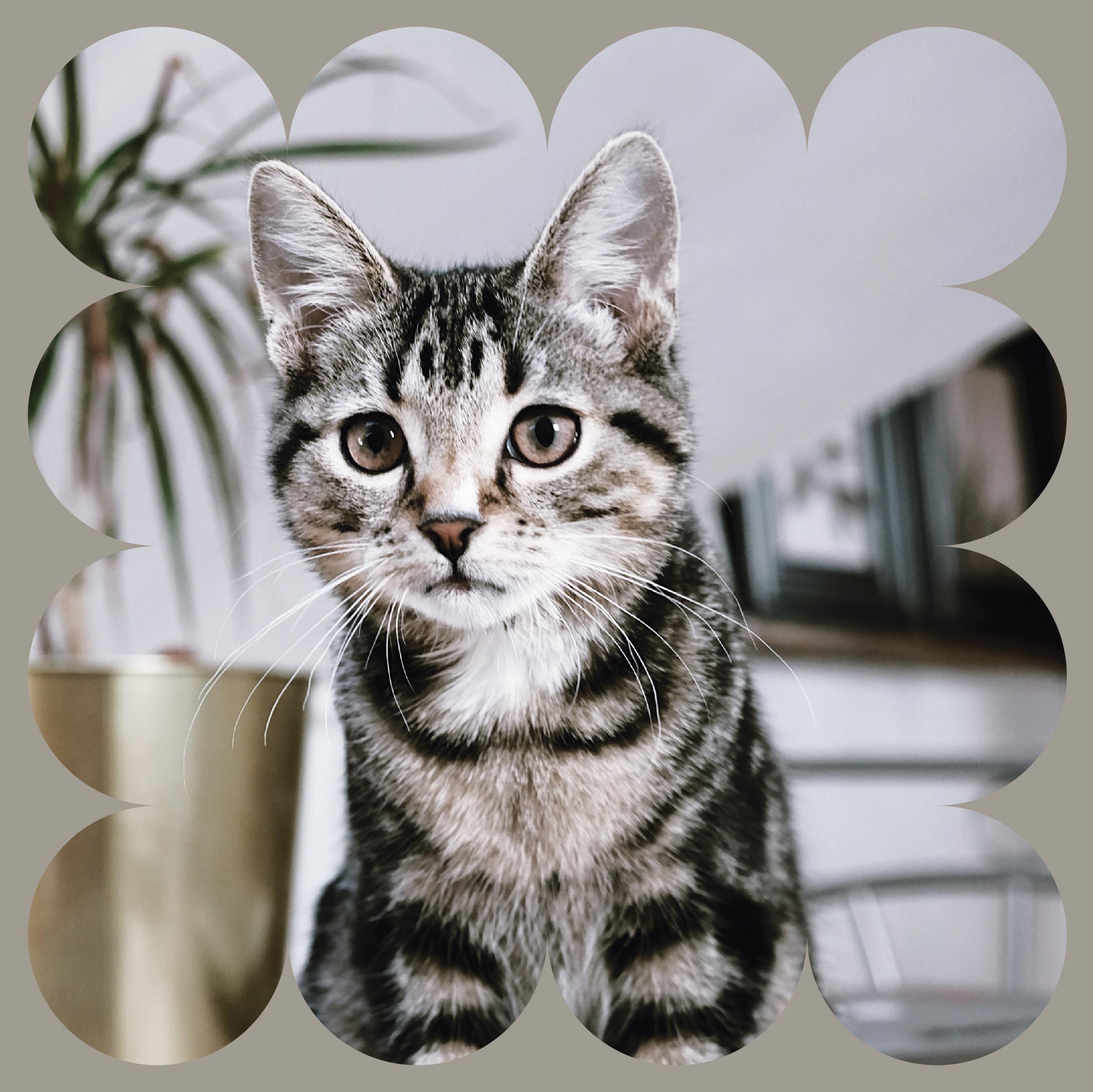 A tabby kitten with large ears sits indoors, looking at the camera. The image has a soft, scalloped-edge frame, and a plant and blurred furniture are visible in the background.
