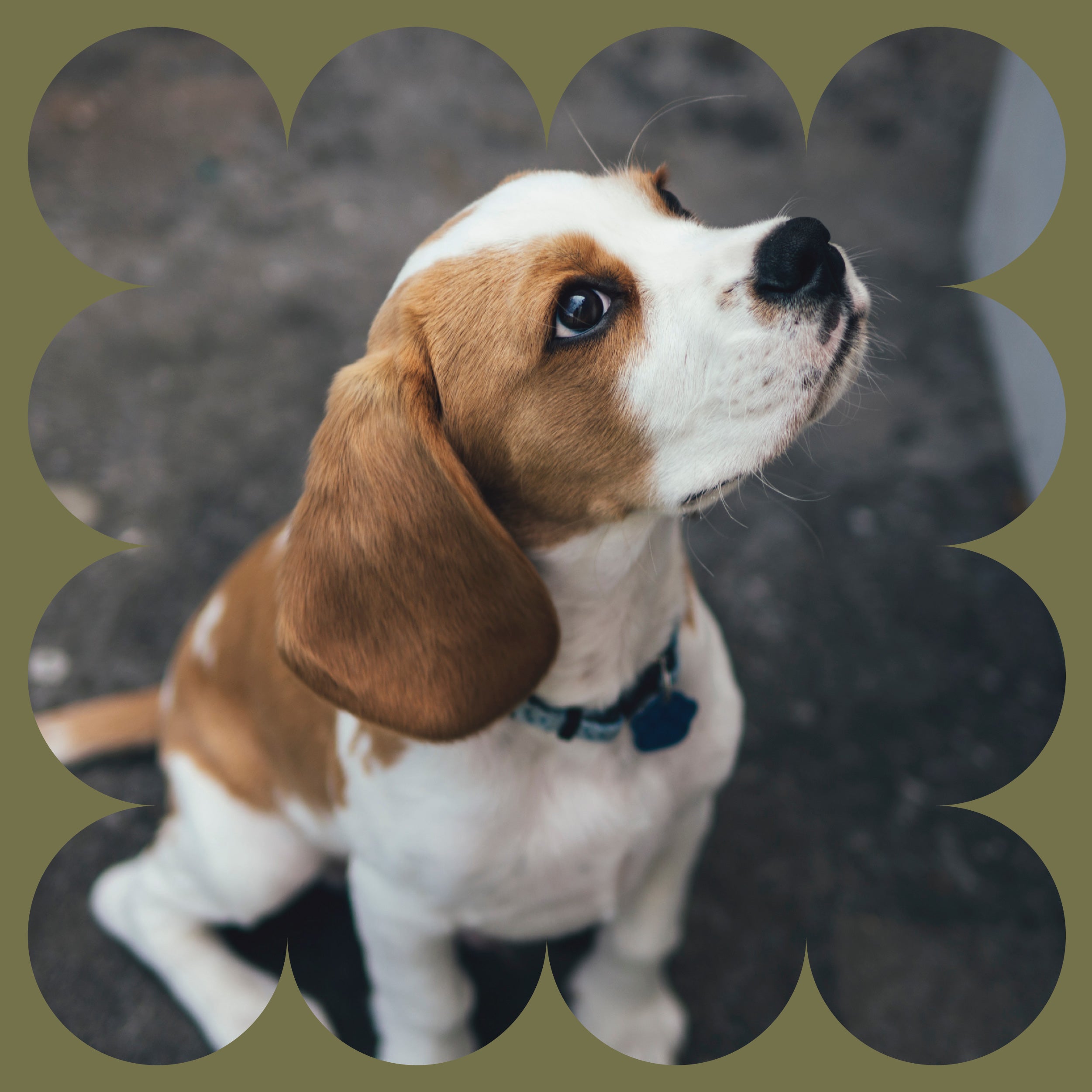 A brown and white beagle puppy with a blue collar sits on a concrete floor, looking up with big, curious eyes. The photo has a decorative, scalloped olive green border.