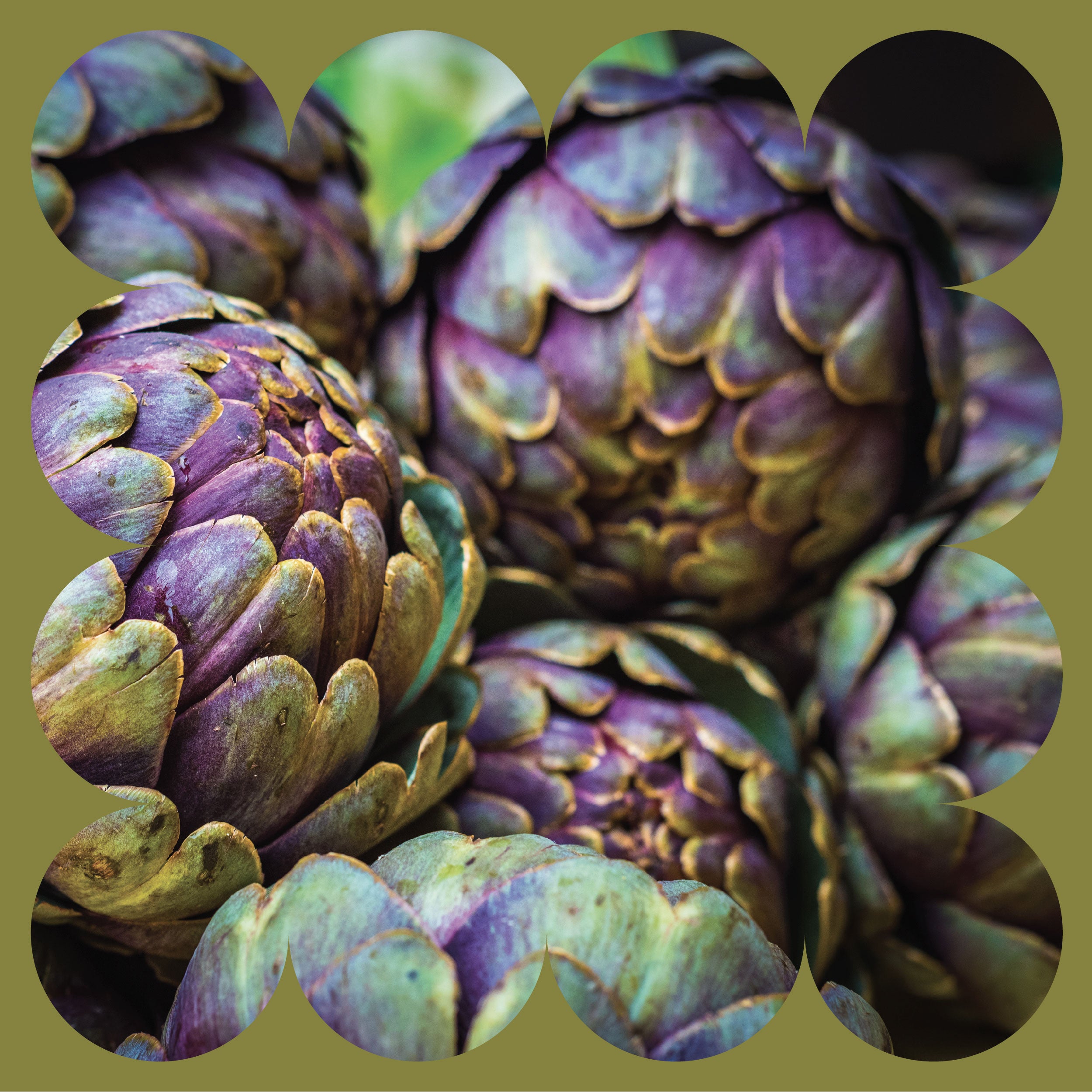 Close-up of several purple and green artichokes, with their overlapping leaves clearly visible, framed by a scalloped olive-green border.
