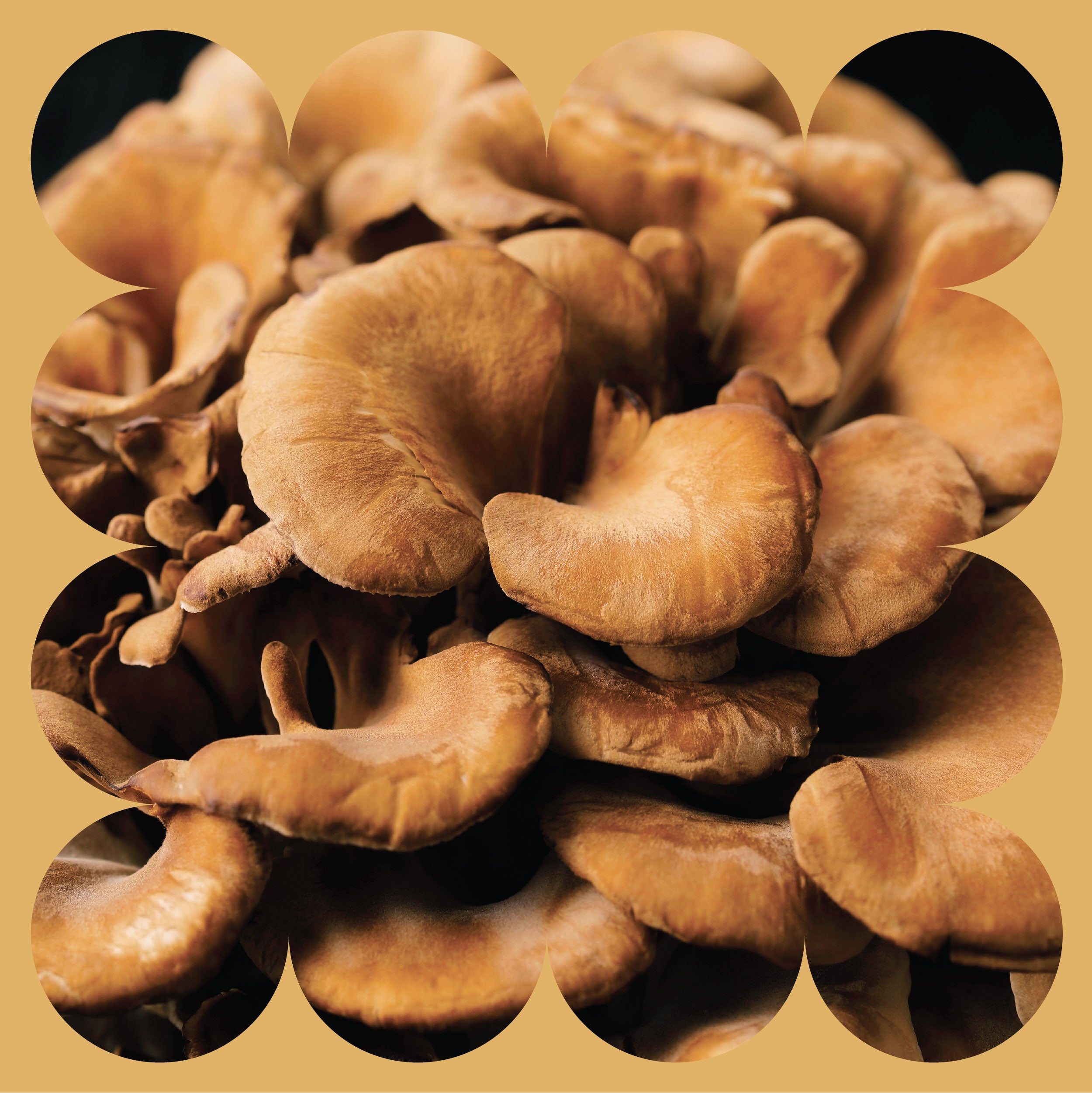 A close-up of overlapping brown mushrooms with ruffled edges, framed by a scalloped beige border.