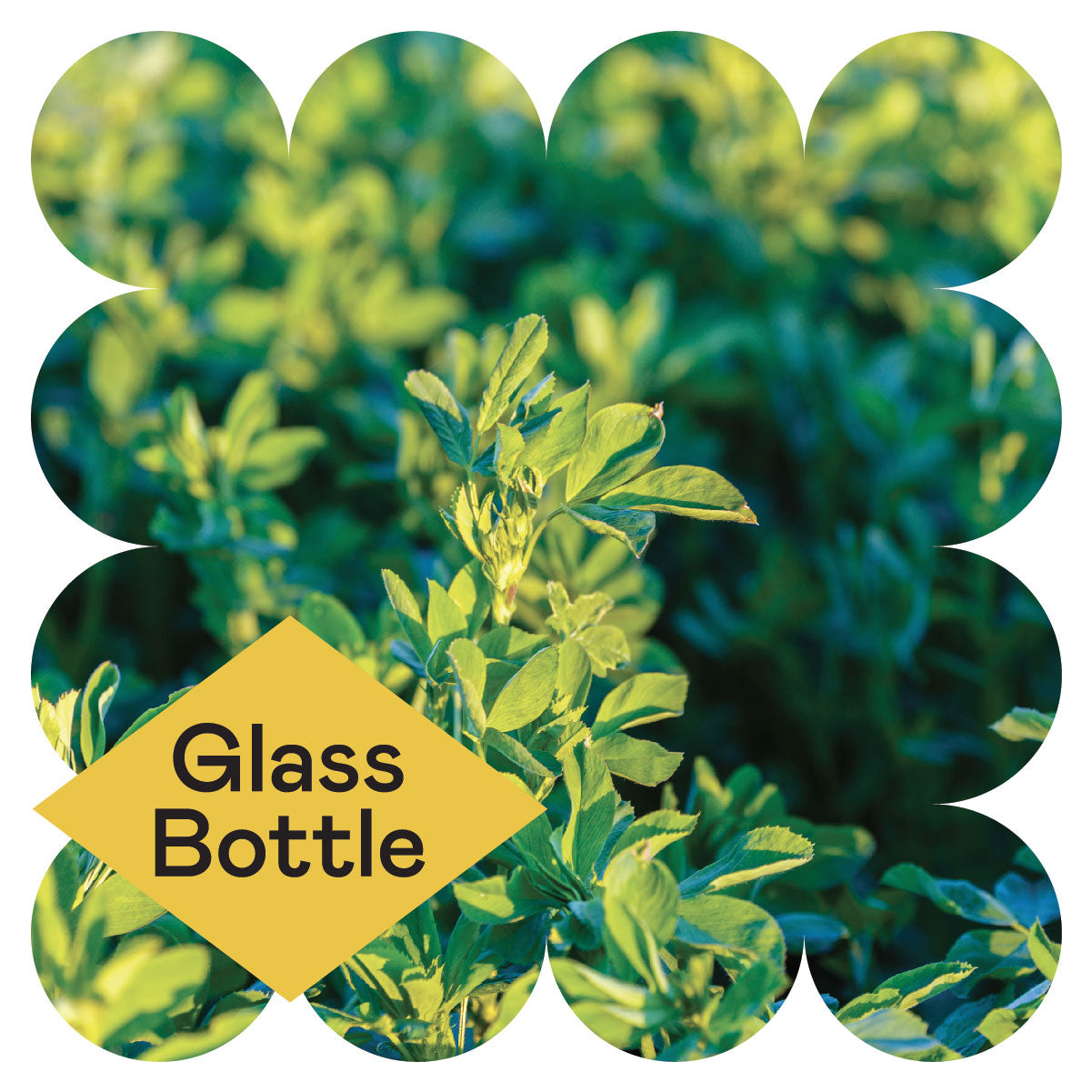 Close-up of lush green plants with a scalloped border. A yellow diamond shape in the bottom left corner contains the words Glass Bottle in black text.