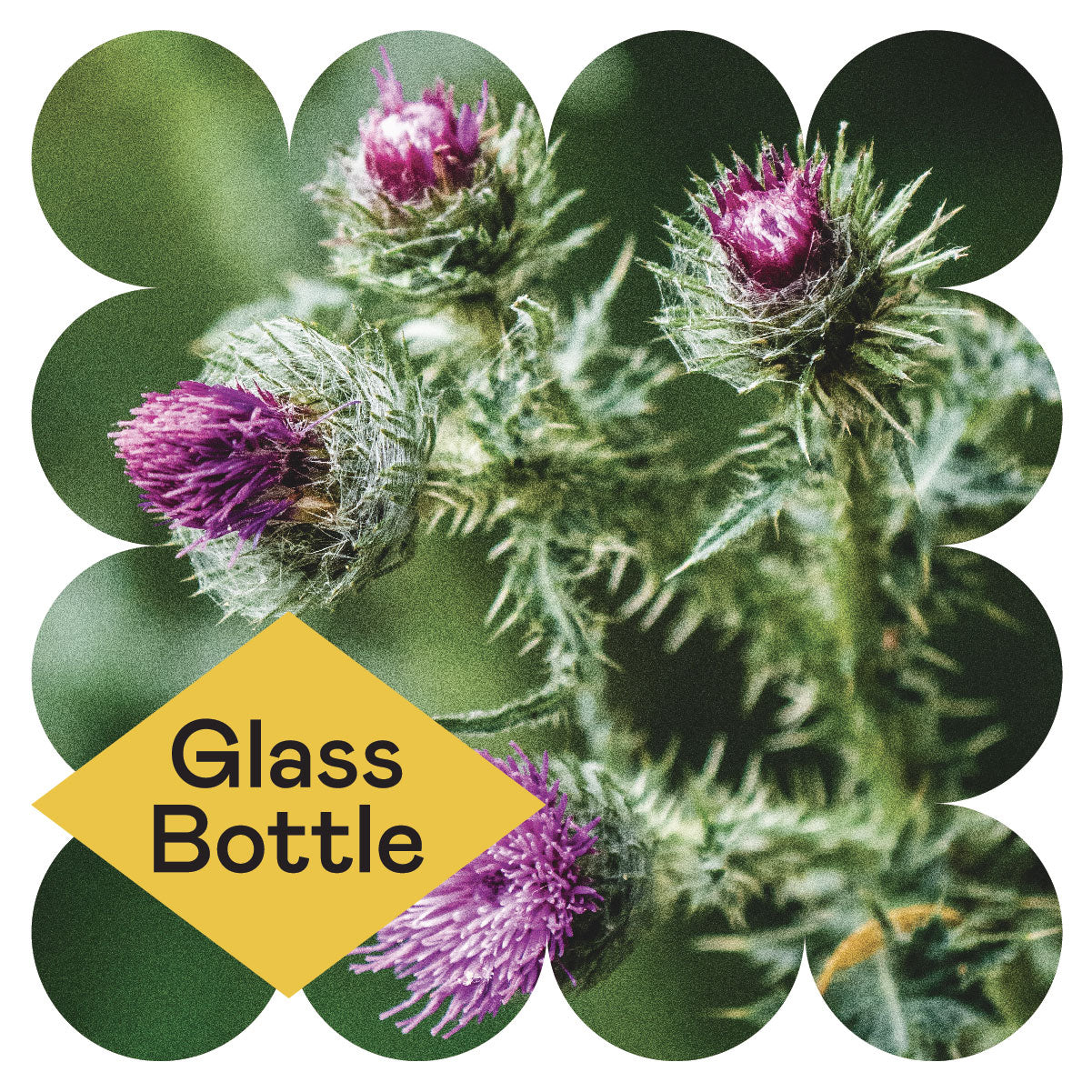 Close-up of a thistle plant with purple flowers and spiky stems, set against a soft green background. A yellow diamond shape in the lower left corner contains the words Glass Bottle.