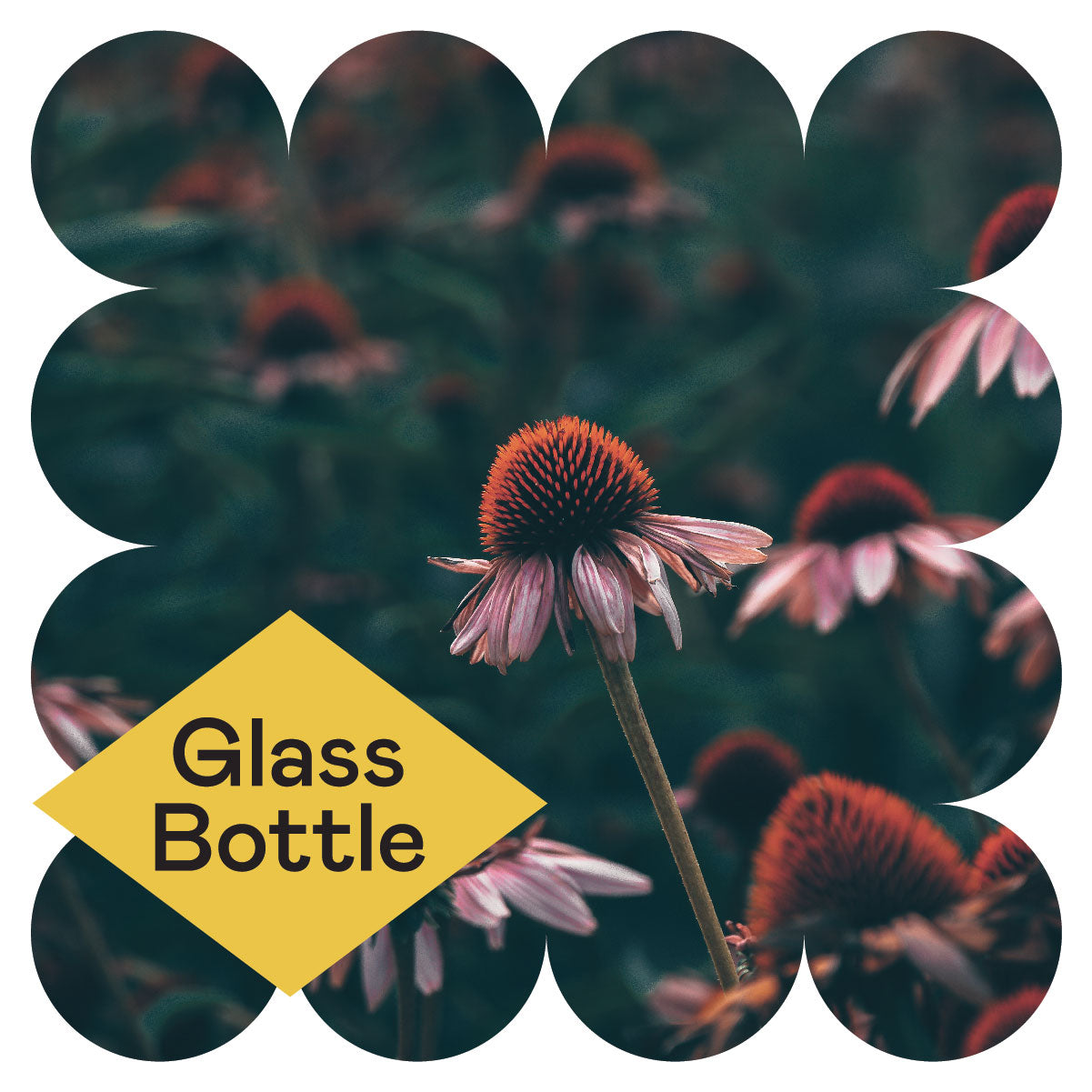 A close-up of purple coneflowers with dark centers, surrounded by similar flowers. A yellow diamond shape on the left reads Glass Bottle in bold text. The image has rounded, scalloped edges.