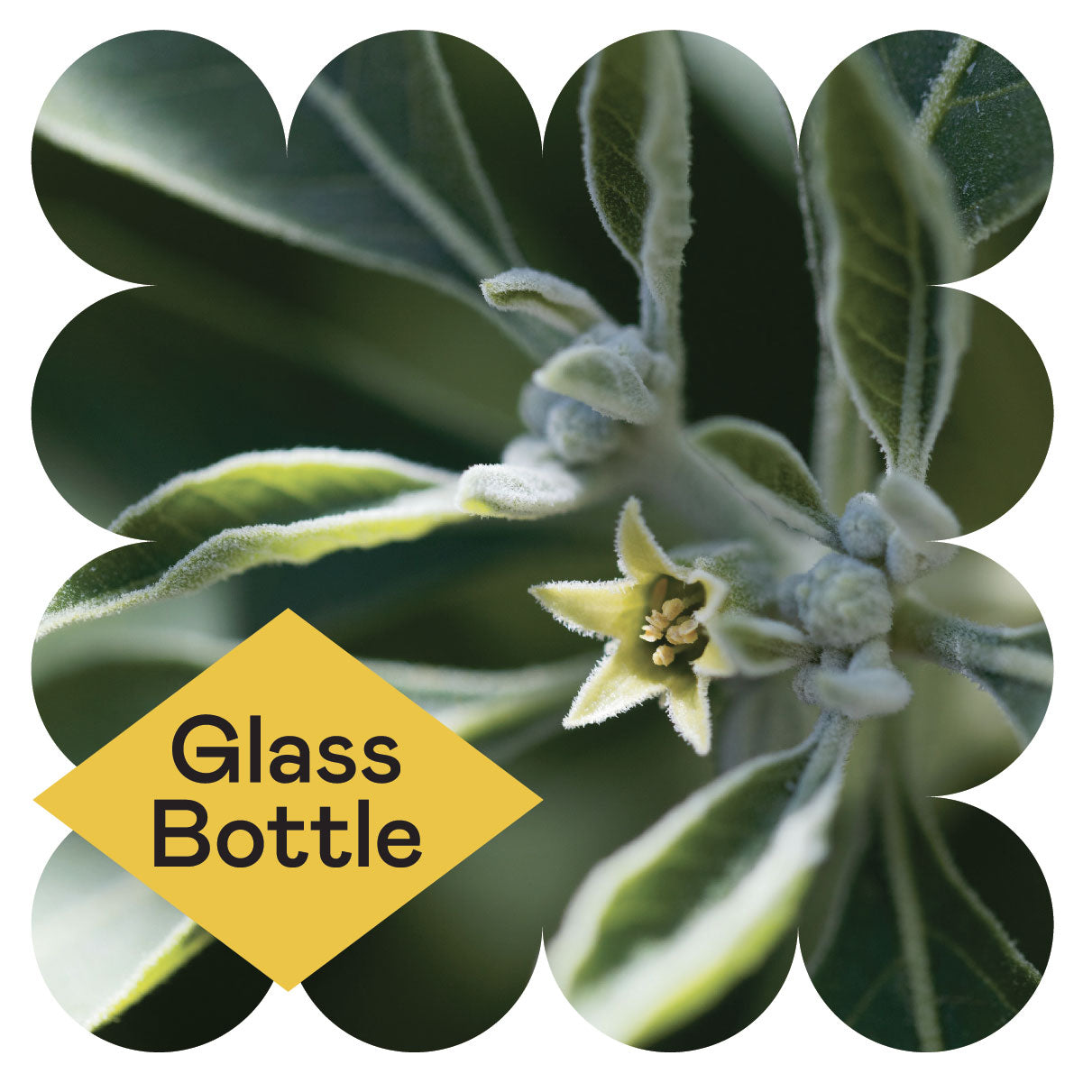 Close-up of a green plant with fuzzy leaves and a small star-shaped flower in the center; a yellow diamond shape in the lower left corner contains the words “Glass Bottle.”.