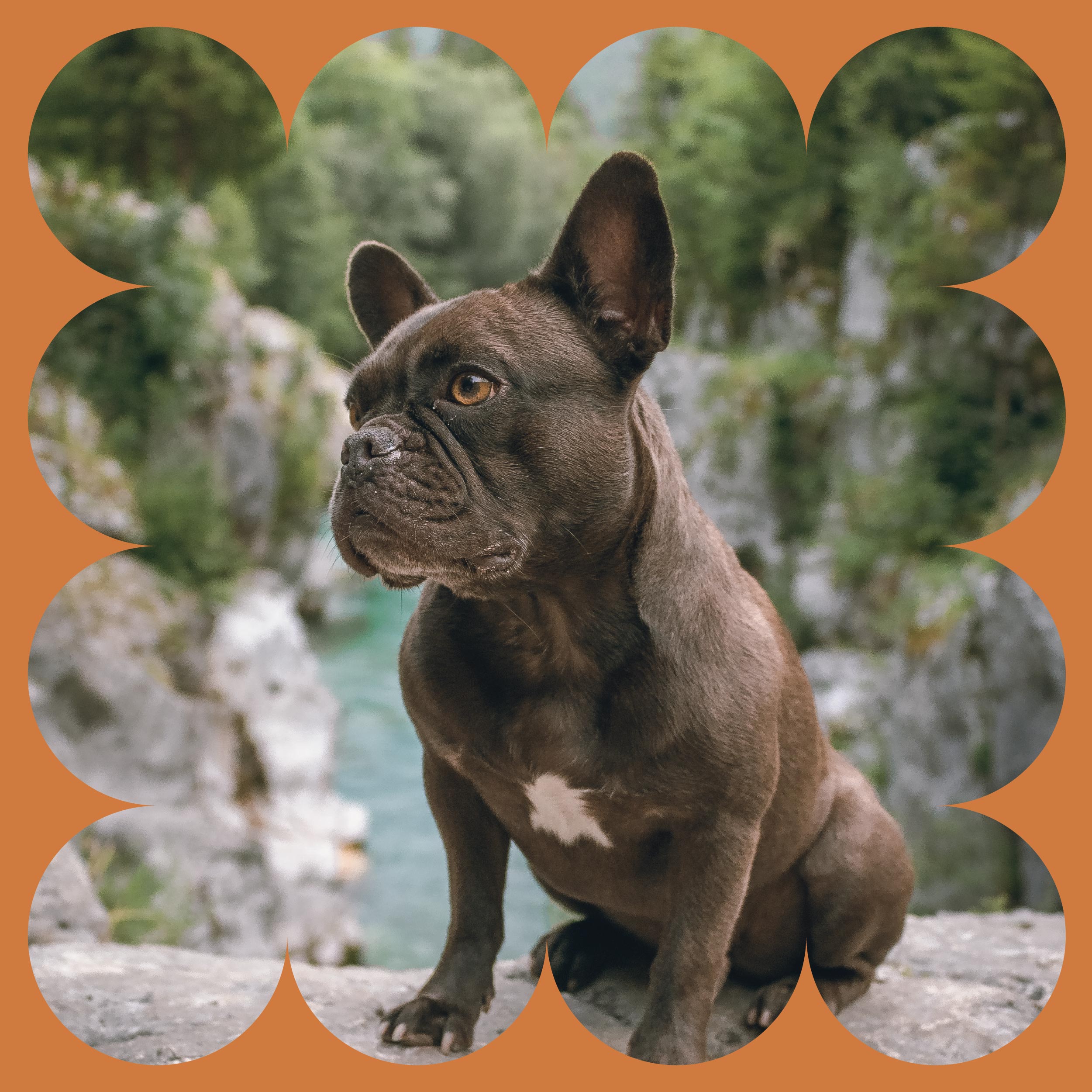 A black French Bulldog with a white patch on its chest sits on a rock ledge outdoors, surrounded by trees and cliffs. The image has a decorative orange scalloped border.
