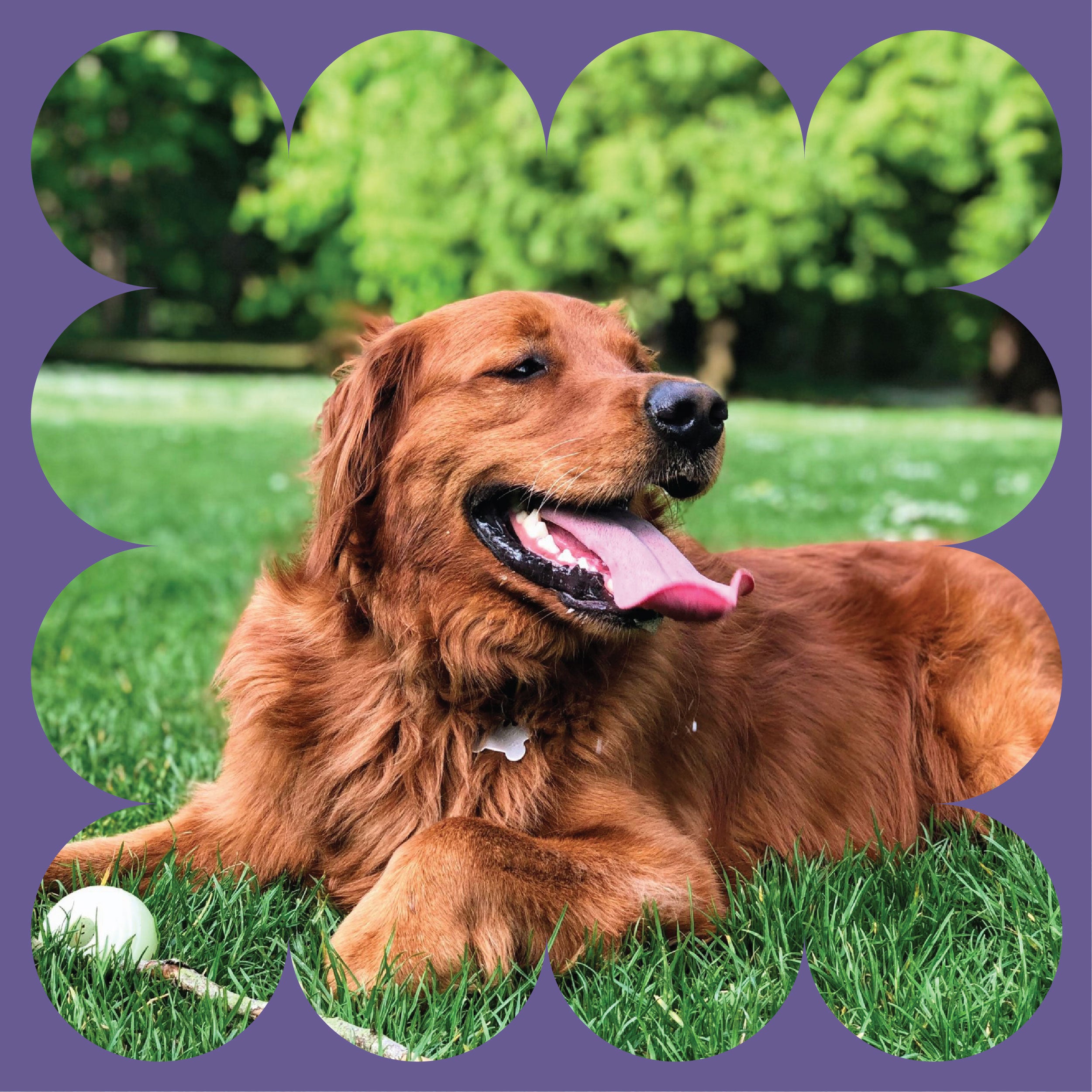 A golden retriever lies on green grass with its tongue out, looking happy. There is a white ball near its paw. The photo has a decorative purple scalloped border. Lush green trees are visible in the background.