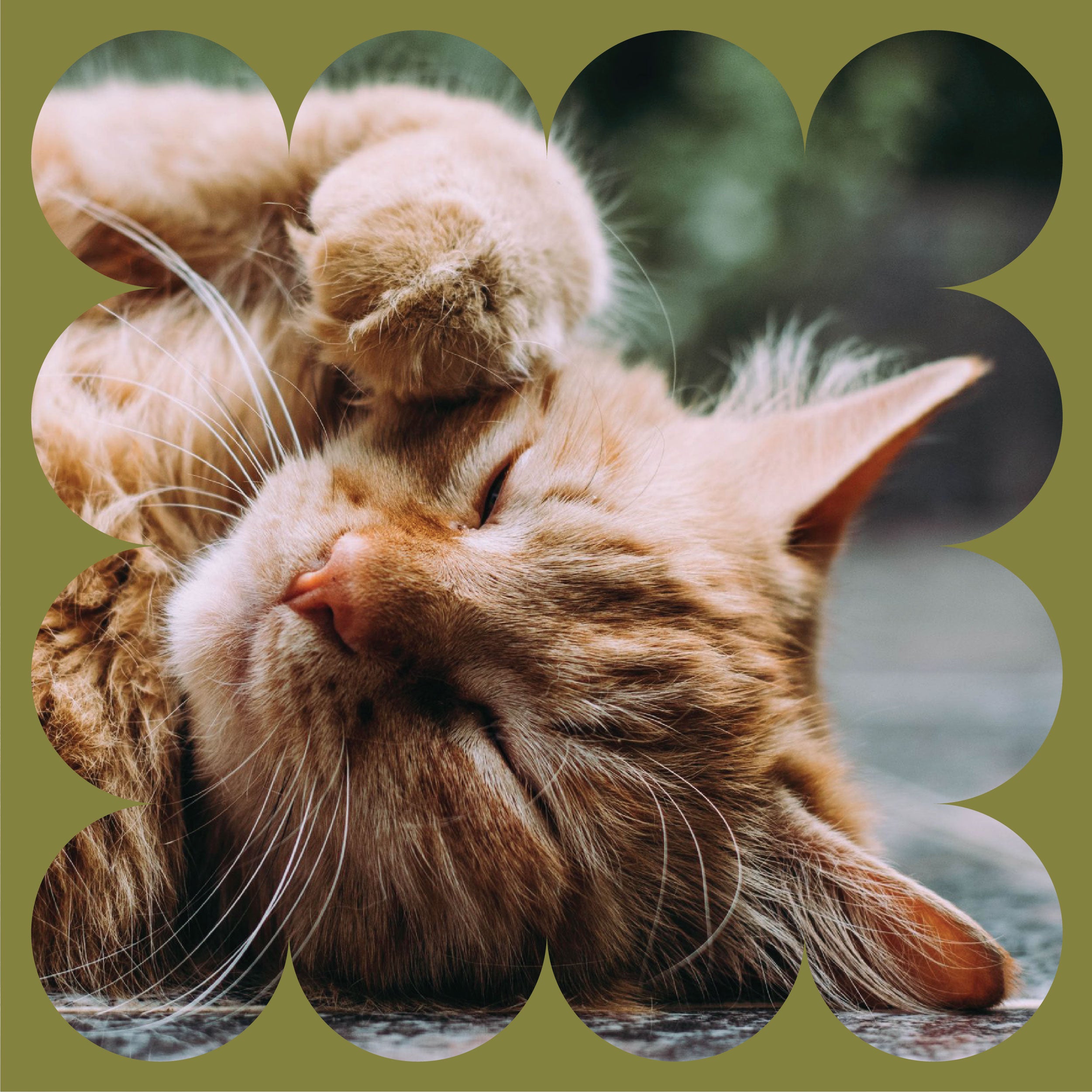 A close-up of an orange tabby cat lying on its side with eyes closed and one paw raised over its head, framed by a wavy, olive-green border. The cat looks peaceful and relaxed.