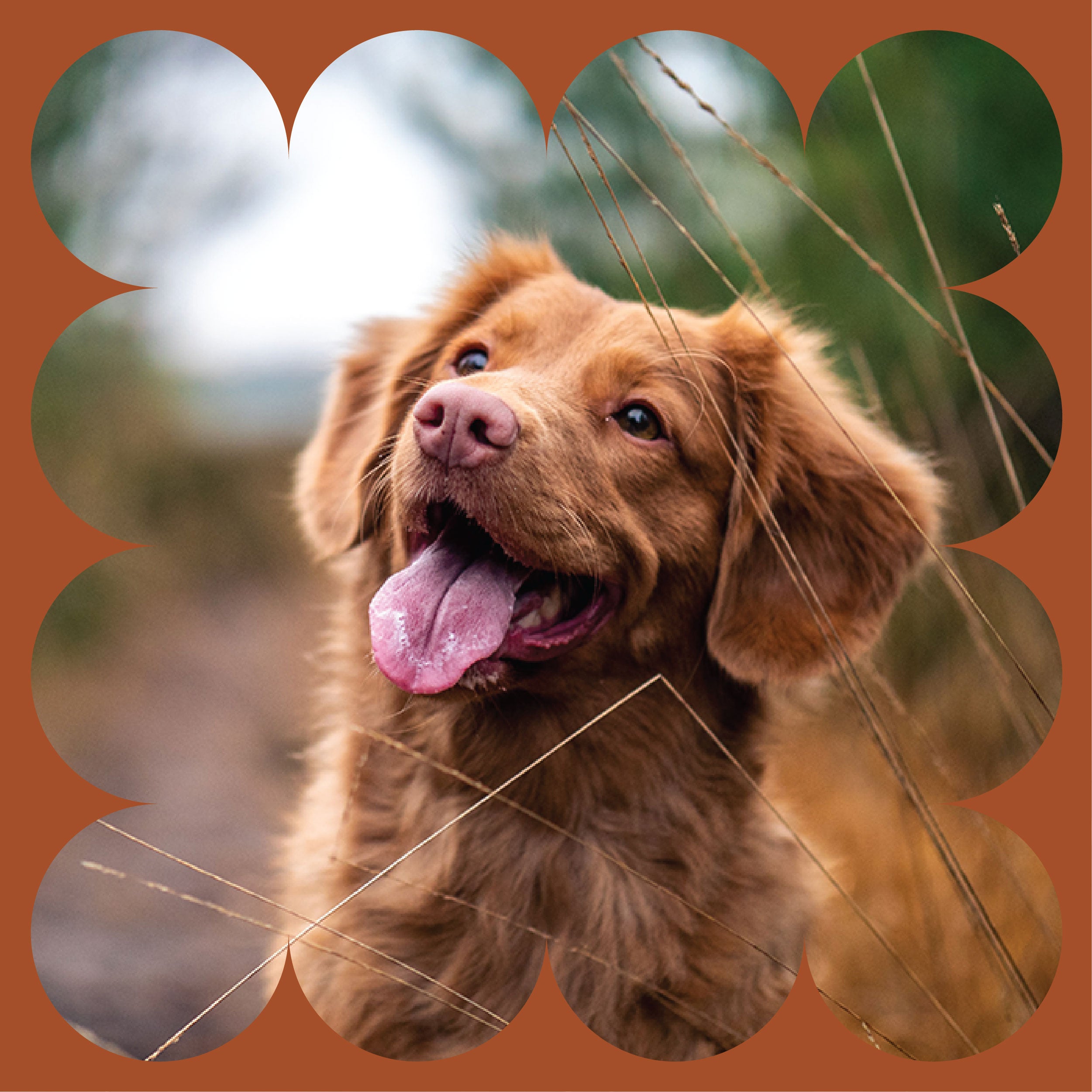 A happy brown dog with its tongue out sits outdoors among tall grass, framed by a decorative brown border with rounded edges.
