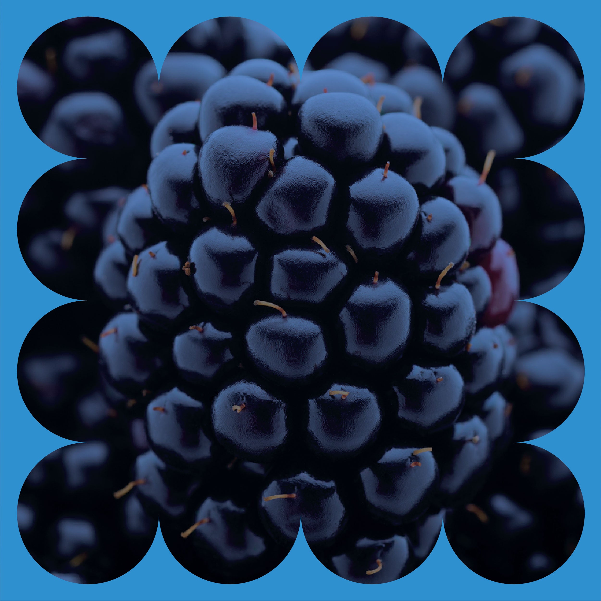 A close-up of a blackberry with a blue scalloped border around it, highlighting the clustered, shiny black drupelets of the fruit.