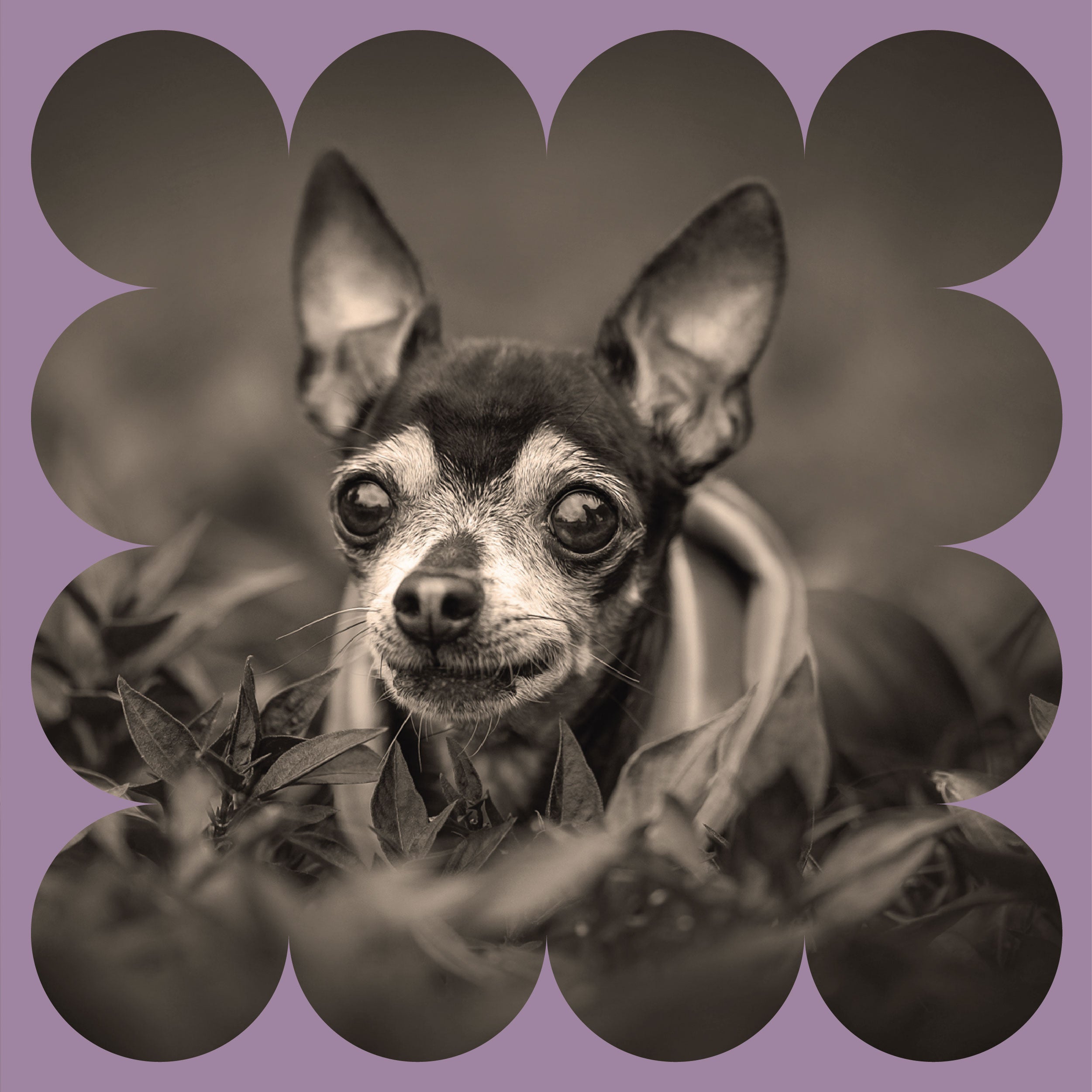 A small dog with large ears lies in grass, looking at the camera. The image is in black and white with a decorative, scalloped border and a purple background.
