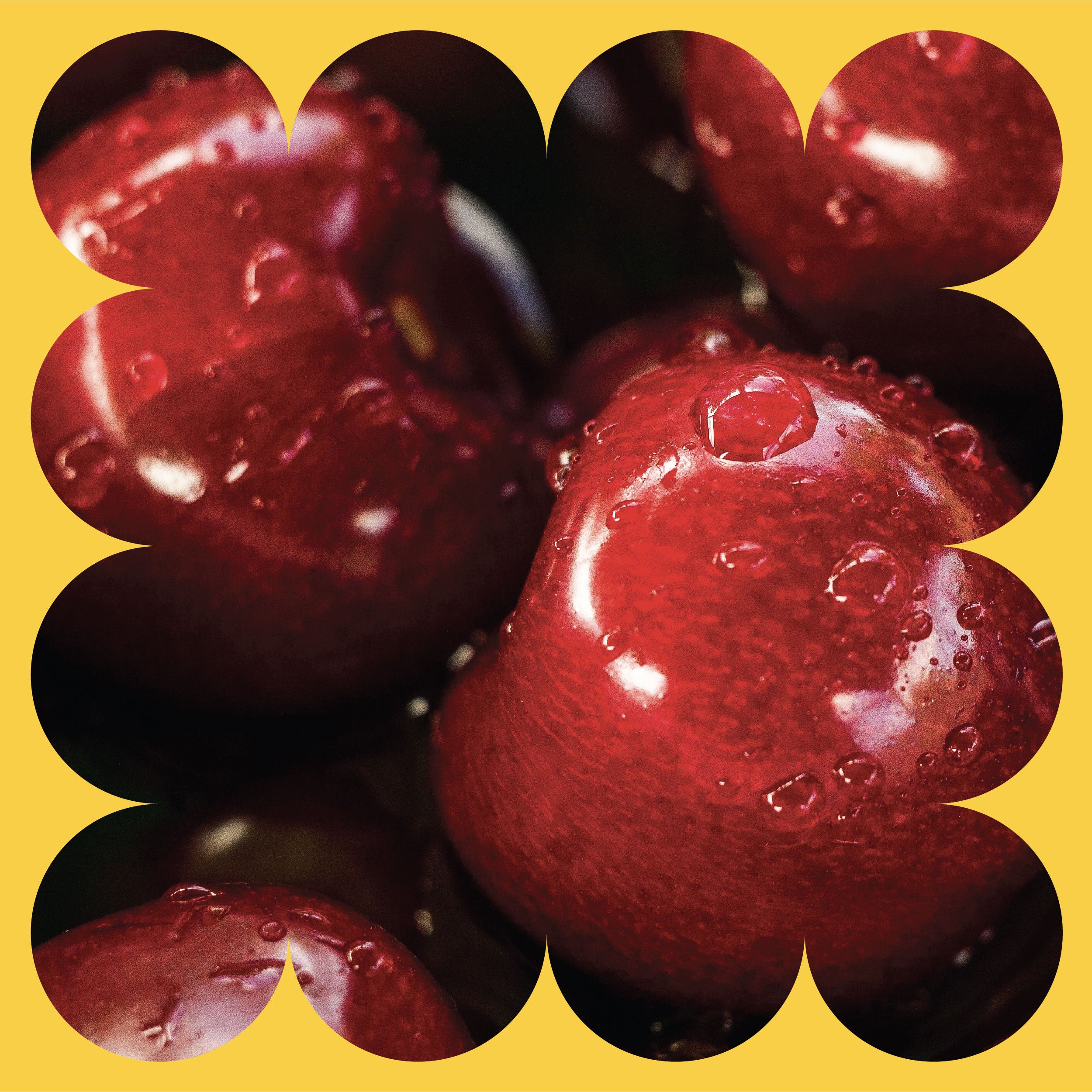 Close-up of shiny red cherries with water droplets, framed by a yellow scalloped border.