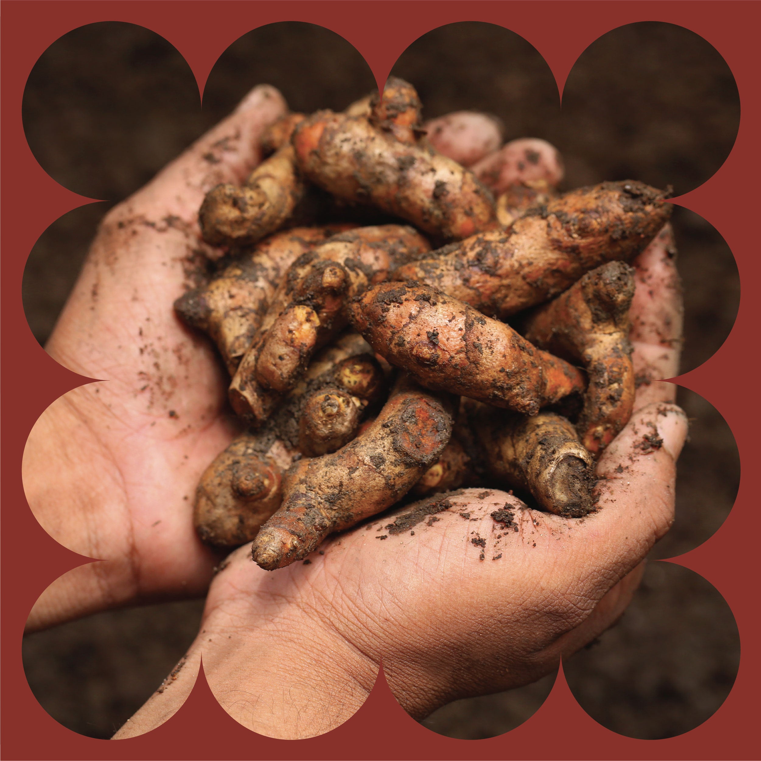 A pair of hands holding freshly harvested turmeric roots covered in soil, with a brown scalloped border framing the image.
