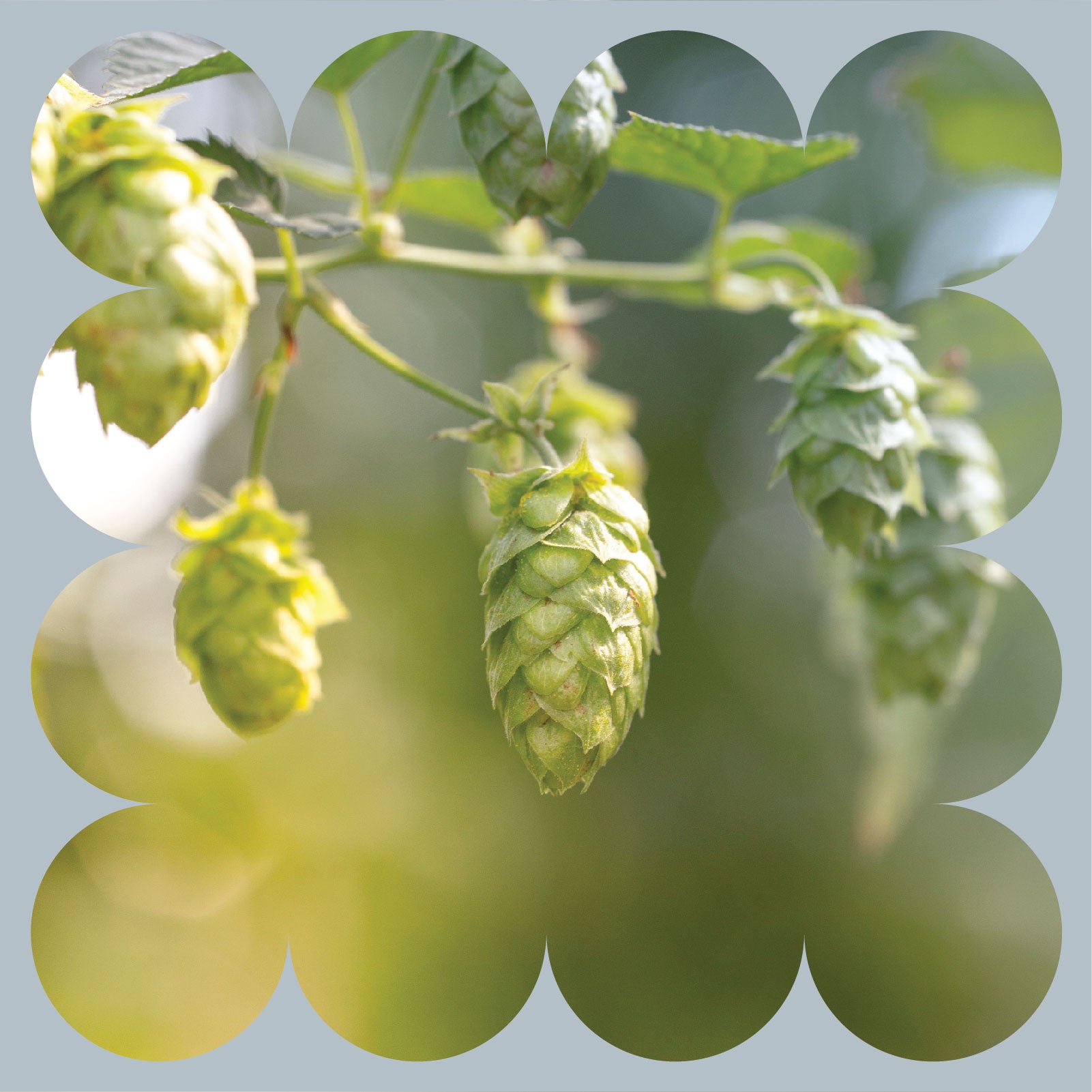 Close-up of green hop cones growing on a plant with leaves, set against a blurred outdoor background and framed by a scalloped border.