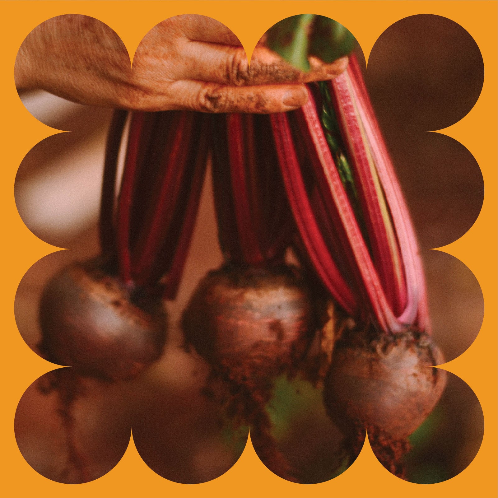 A hand holding three freshly harvested beets with reddish stems, roots still covered in soil, framed by an orange scalloped border.