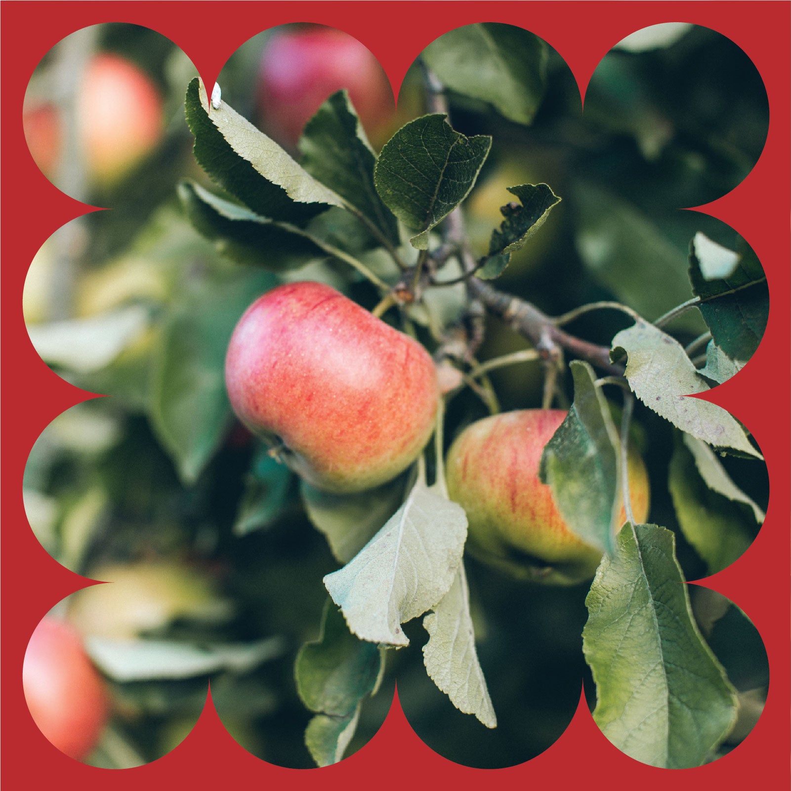 Close-up of two ripe apples hanging on a tree branch with green leaves. The image is framed by a red border with a scalloped edge.