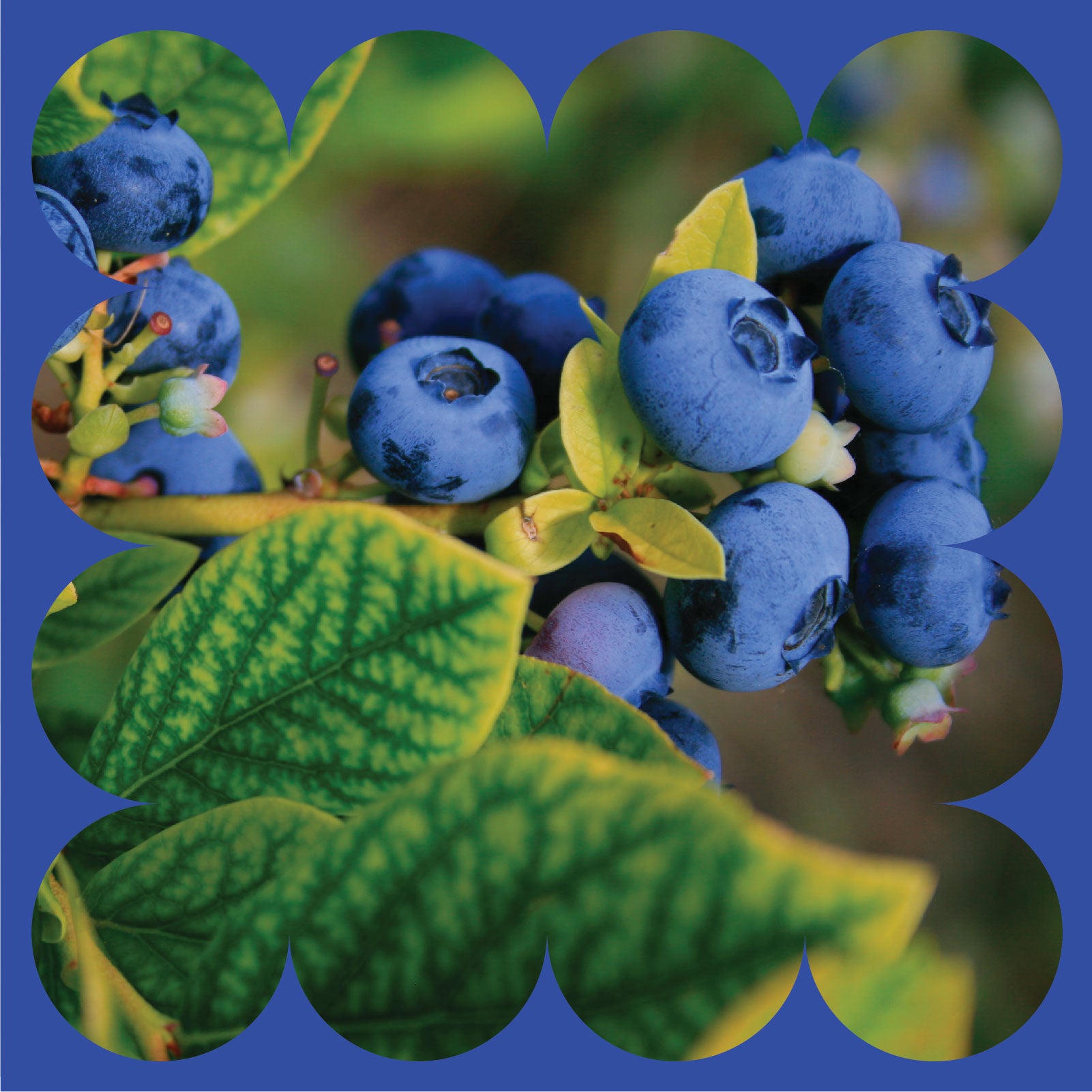 Close-up of ripe blueberries growing on a bush, surrounded by green leaves with yellow veins. The image is framed with a blue scalloped border.