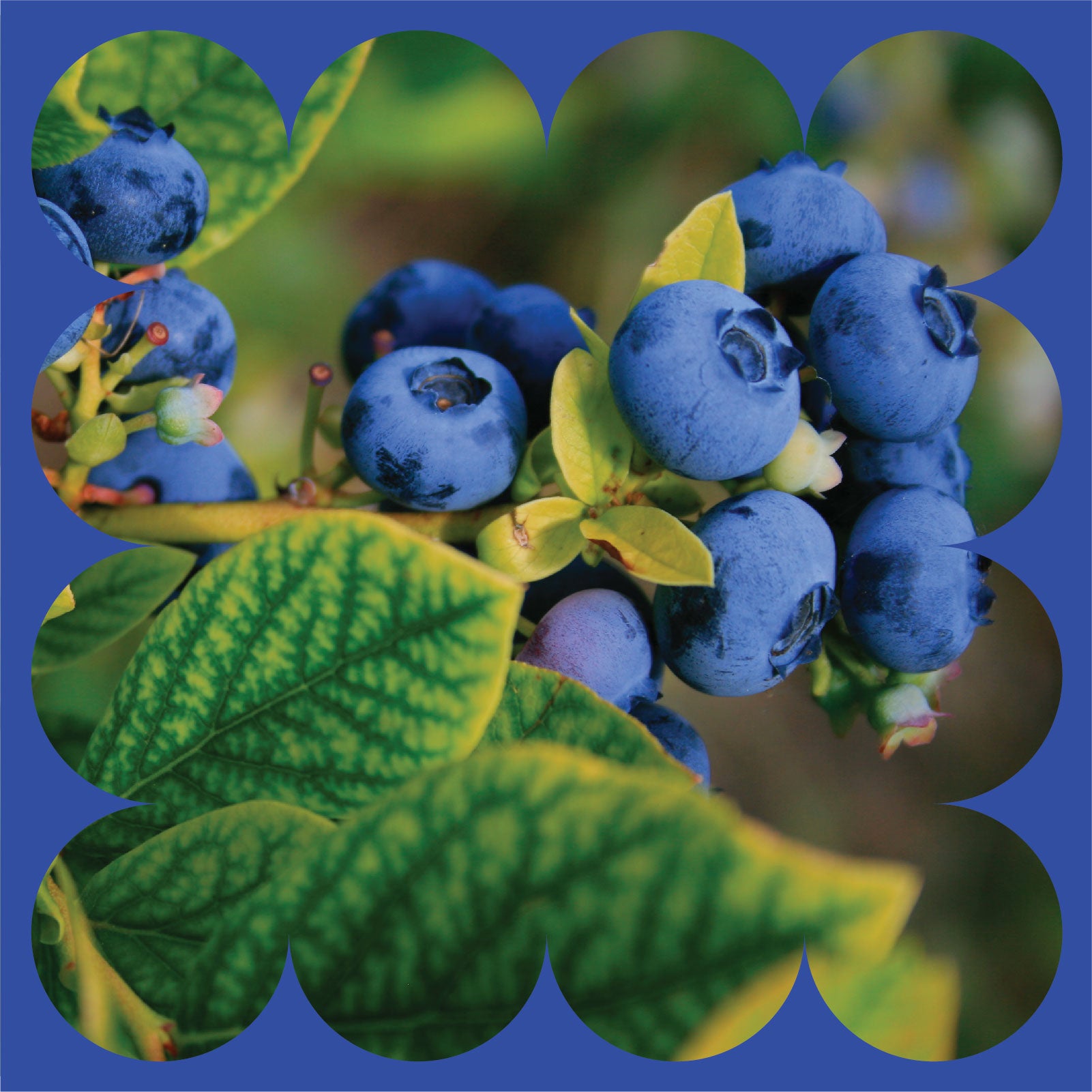 Close-up of ripe blueberries clustered on a branch with green leaves, framed by a blue scalloped border.