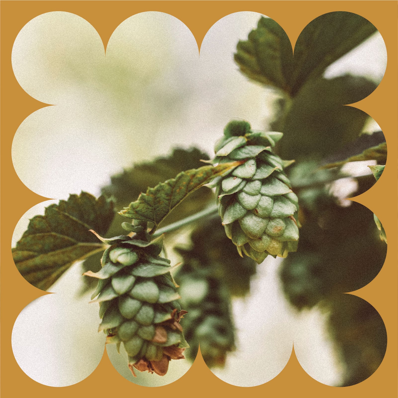 Close-up of green hop cones on a vine with green leaves, framed by a decorative gold scalloped border. The background is softly blurred, highlighting the texture and detail of the hop cones.