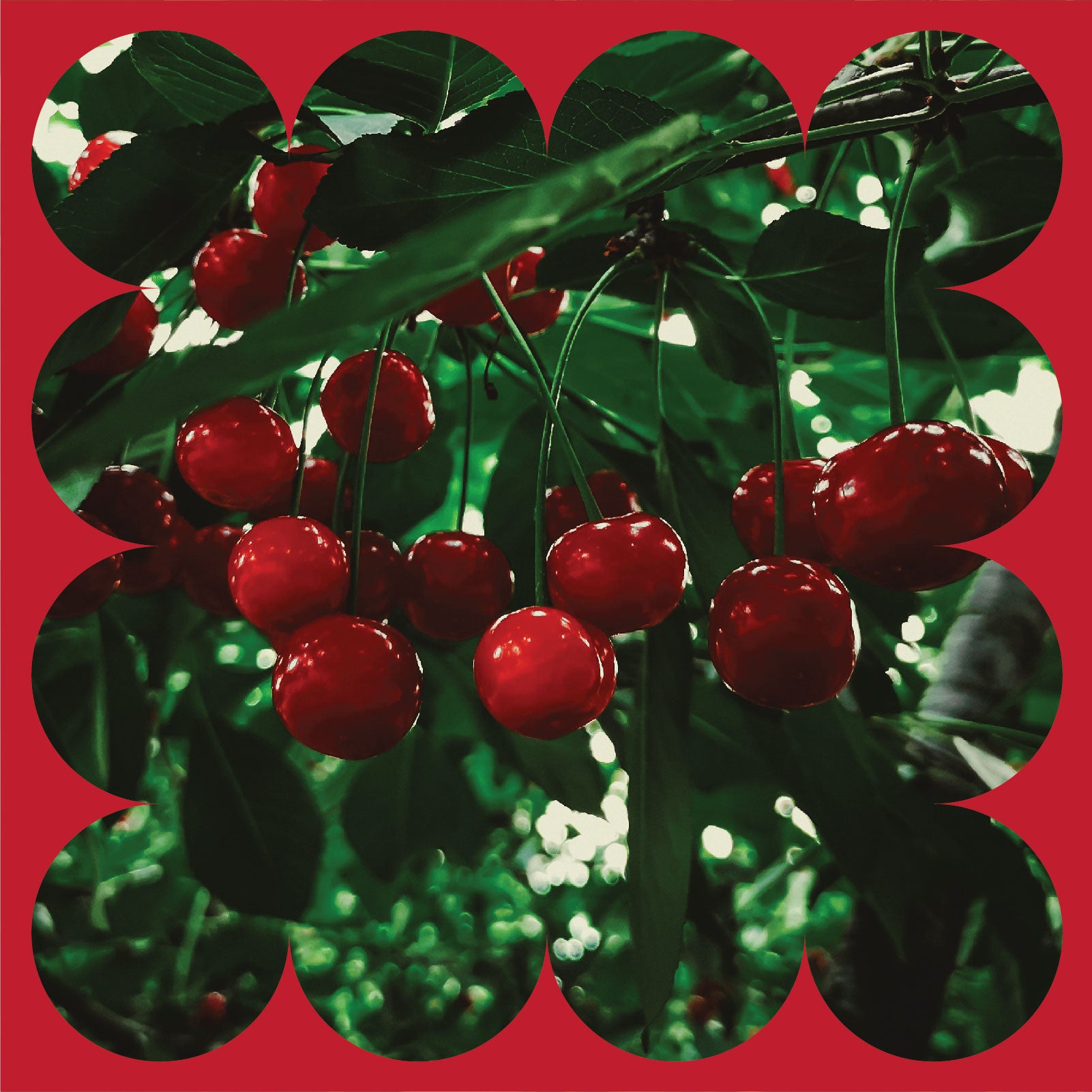 Clusters of bright red cherries hang from branches with green leaves, seen through a decorative scalloped frame with a red border.