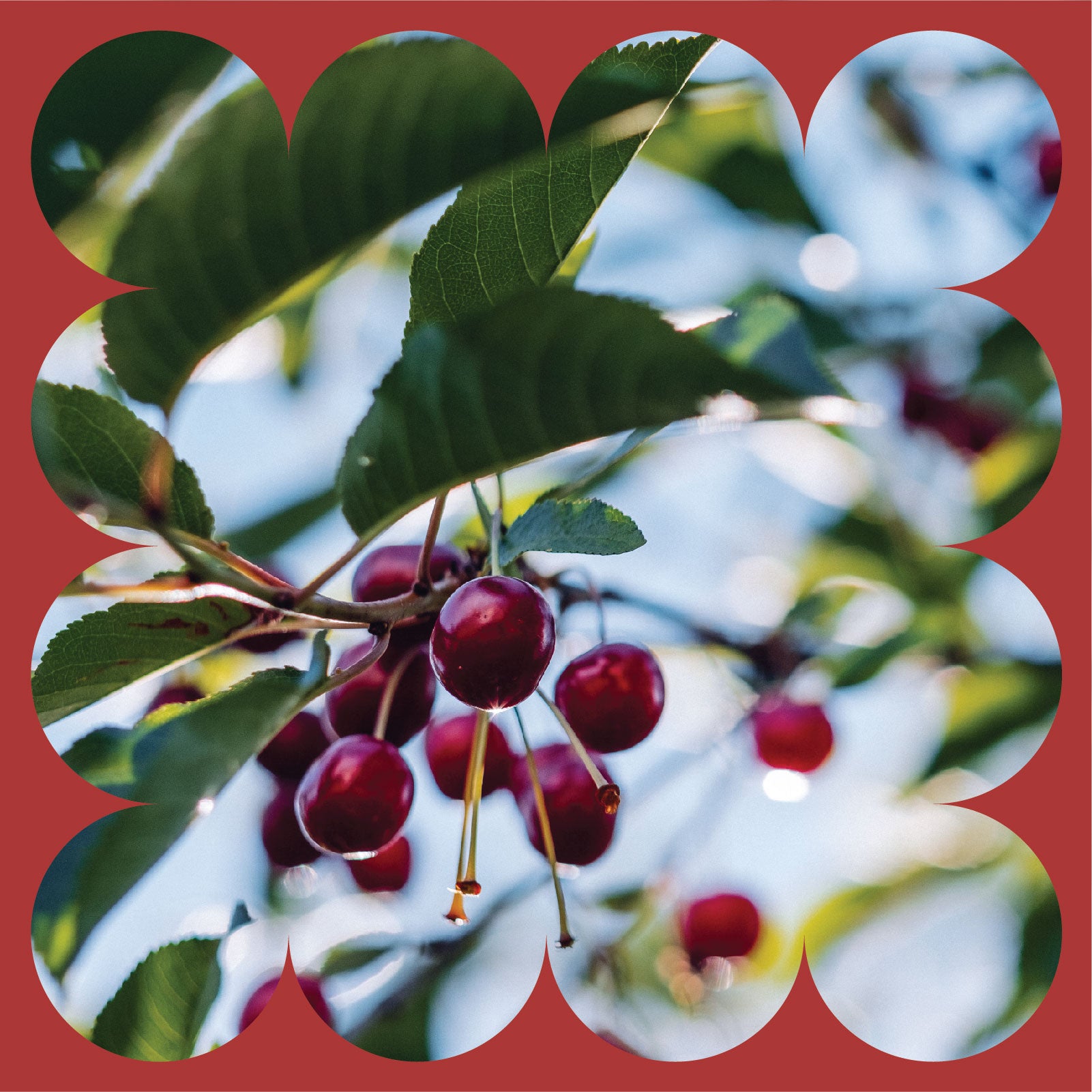 Close-up of ripe red cherries hanging on a tree branch among green leaves, with a blurred sky background. The image is framed by a red border with a wavy, scalloped edge.