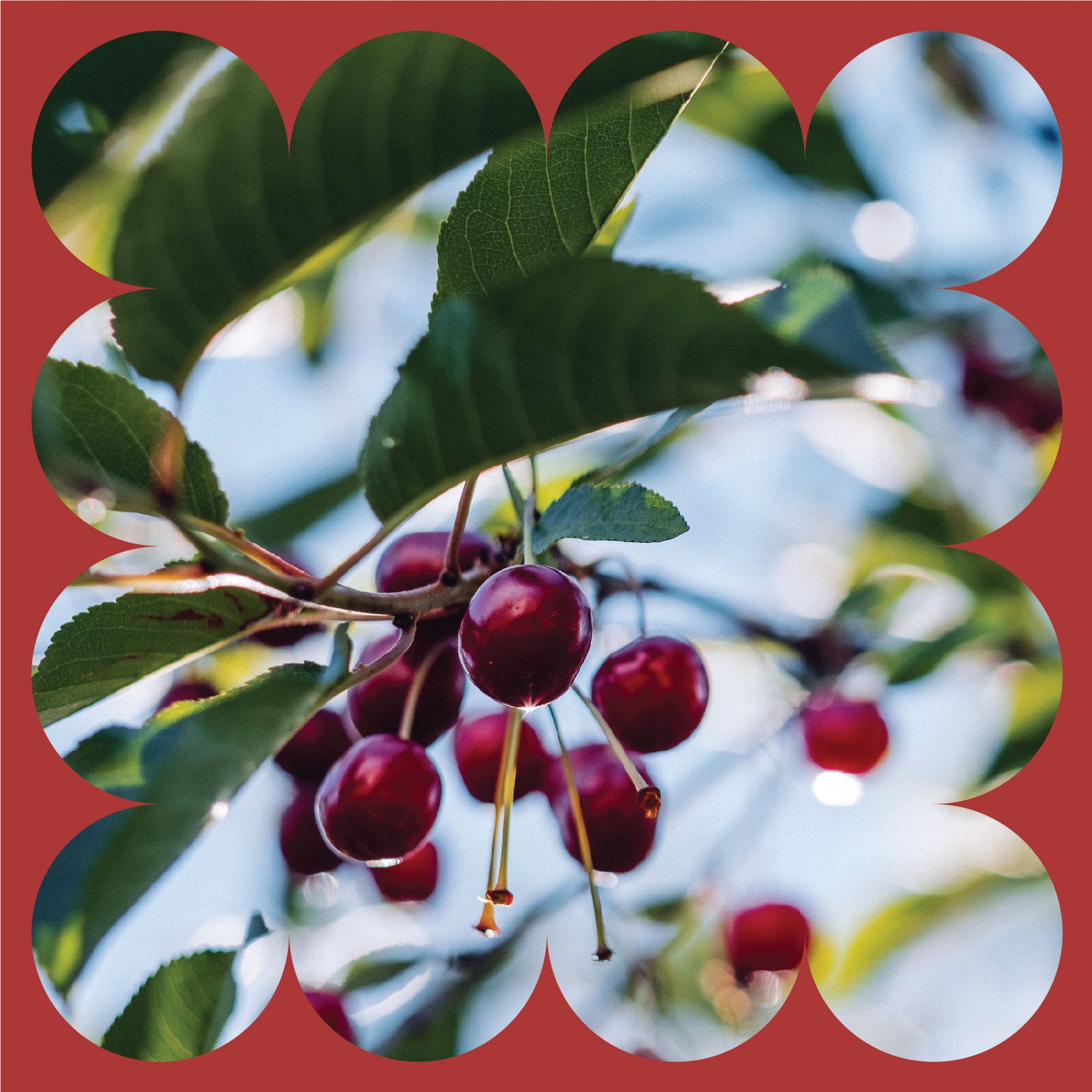 Close-up of a branch with ripe red cherries and green leaves, framed by a decorative scalloped red border. The background is softly blurred with hints of sky and foliage.