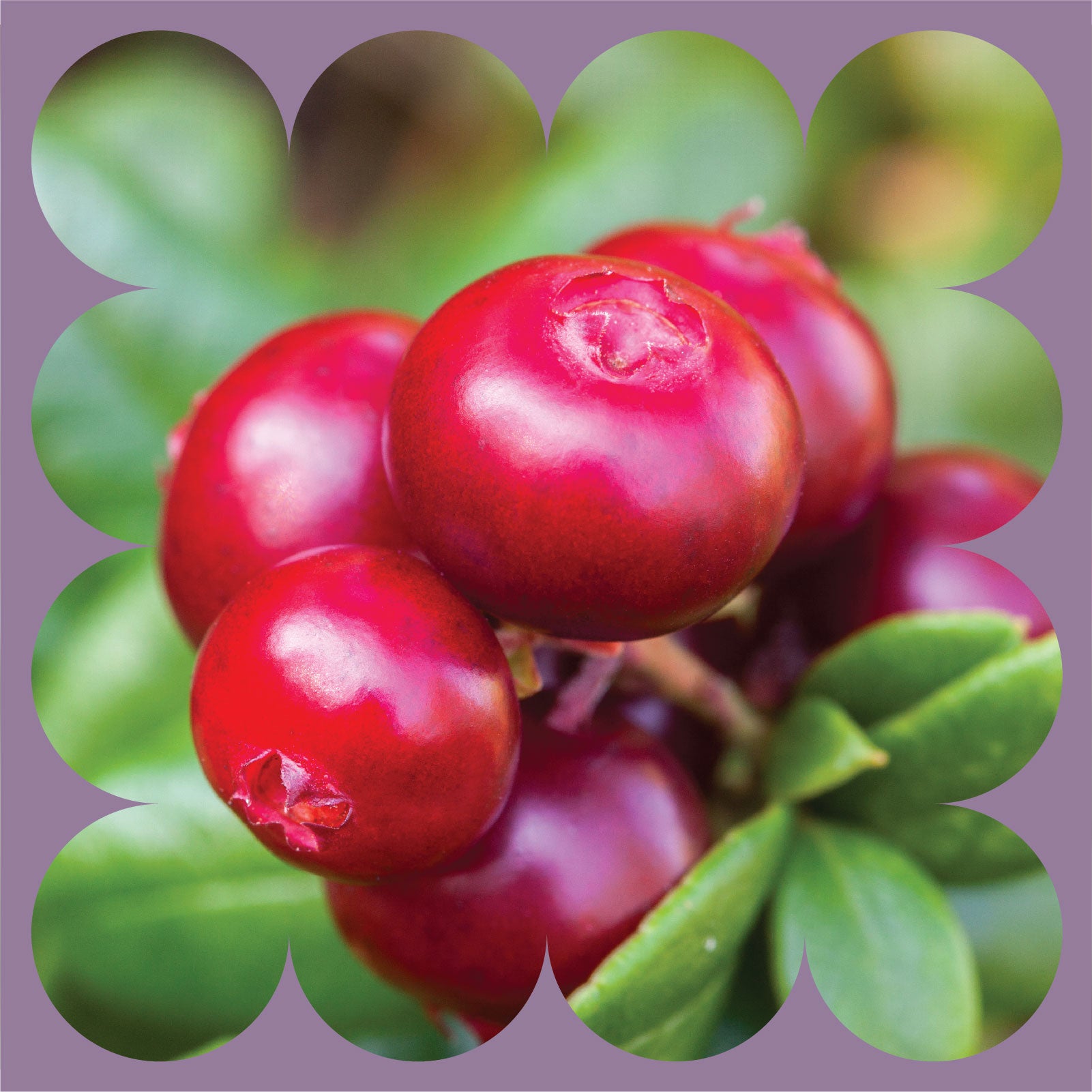 Close-up of bright red cranberries clustered together on a green leafy plant, framed by a decorative purple border with scalloped edges.