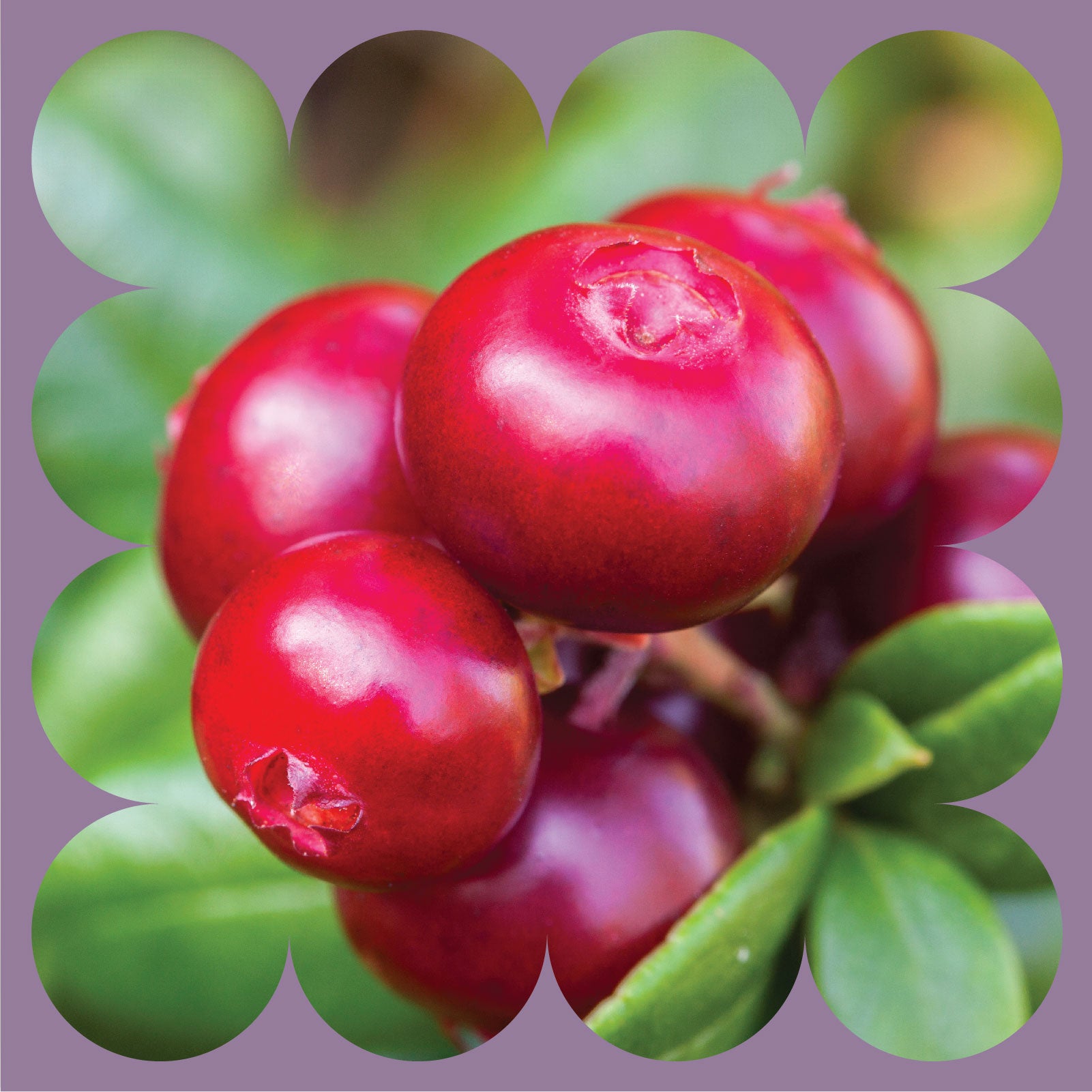 Close-up of bright red, shiny cranberries clustered together on a plant with green leaves, framed by a purple background with a scalloped border.